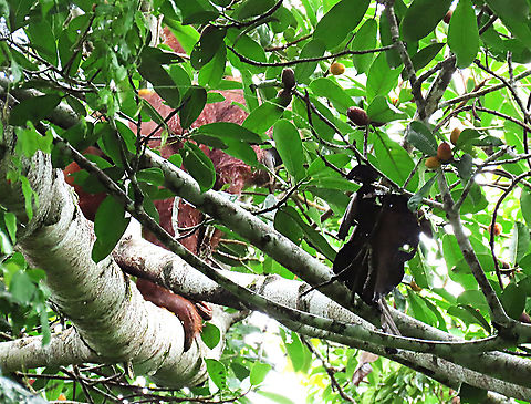 Hidden Orangutan An orangutan grinning behind a cover of leaves and branches. As the most intelligent animal in the Bornean rainforest, the orangutan is opportunistic and will try her luck with these spiky figs. Spiky figs are not ideal for mammals as the soft skin and mouth of mammals will easily get hurt when trying to handle these fruits. However, I'm sure this orangutan can figure a way out. This is recorded during our few days observation to document the ecological value of this fig species as an important species for our reforestation projects. 

Piercing capability of the Spiky Fig (Ficus cucurbitina)
https://www.jungledragon.com/image/104604/spikes_yikes.html
https://www.jungledragon.com/image/104605/spiky_fig_sharp_hairs.html
 Bornean orangutan,Geotagged,Malaysia,Pongo pygmaeus,Summer