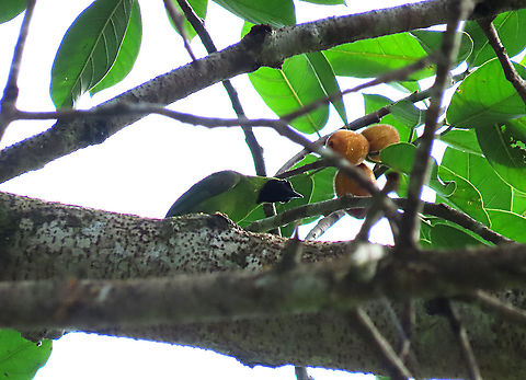 Greater Leafbird (male) A flock of Greater Leafbirds were looking for some good fruits on this Spiky Fig tree. Birds with small beaks like these leafbirds can easily get into the flesh of the fig bypassing the sharp hairs. Leafbirds are named after their green color which helps them camouflage among leaf foliage perfectly. The males have black heads while the females are fully green with yellow "eyeliner". Epiphytic fig like this spiky fig depends on canopy birds like these to disperse its seeds onto another host tree. This is recorded during our few days observation to document the ecological value of this fig species as an important species for our reforestation projects. 

The Spiky Fig (Ficus cucurbitina):
https://www.jungledragon.com/image/104512/spiky_fig.html
https://www.jungledragon.com/image/104599/spiky_fig_fruiting.html
 Chloropsis sonnerati,Geotagged,Greater green leafbird,Malaysia,Summer