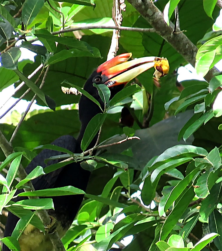 Juvenile Rhino Hornbill A flock of Rhinoceros Hornbills (around 20) of mixed sex and age group were looking for some ripe fruits on this Spiky Fig tree. Named the Rhinoceros Hornbill for it's large "horn" that points upwards like a rhinoceros. This is one of the largest hornbill species so it is large enough to swallow the spiky fig whole. However, these hornbills will carefully toss and mash the fruit until most of the hairy skins fall out and the remaining spikes are buried into the flesh and it would go smoother down the throat. Such precision control they have on their large beak. Epiphytic fig like this spiky fig depends on long-distance flying canopy birds like these hornbills to disperse its seeds onto another host tree far away. Wild figs are a very important food source to hornbills. This is recorded during our few days observation to document the ecological value of this fig species as an important species for our reforestation projects.<br />
<br />
The Spiky Fig (Ficus cucurbitina):<br />
<figure class="photo"><a href="https://www.jungledragon.com/image/104608/spiky_fig_cross_section.html" title="Spiky Fig cross section"><img src="https://s3.amazonaws.com/media.jungledragon.com/images/3336/104608_thumb.JPG?AWSAccessKeyId=05GMT0V3GWVNE7GGM1R2&Expires=1769040010&Signature=tUYE5sYuLKmoBziciCCIvAgTL4w%3D" width="200" height="162" alt="Spiky Fig cross section Figs are unique as the flowers grow inside the fruits. Ficus Cucurbitina, the Spiky Fig, is definitely the world's spikiest fig. Many fig fruits are hairy but none has evolved to have really rigid and sharp hairs like this fig. These sharp hairs are strong and sharp enough to pierce a human skin. Probably evolved this way to prevent most mammals from eating it but ideal for canopy birds as they can feed unharmed with their beaks. Fruits ripen light yellow - orange - dark red - maroonish black. These fruits high up in the canopy where the fig tree grows on another host tree. These fruits were growing about 20m high. We were lucky to find it at its fruiting apex, and after several days, the fruit numbers have reduced greatly. <br />
<br />
Watching this fig tree is one of the best experience for my team (1StopBorneo Wildlife). We are trying to find out which is the most beneficial fig species for wildlife and this fig is definitely one of the best. Lots of animals visited it in both day and night. There are always animals every time we visited the tree.<br />
 Ficus Cucurbitina,Geotagged,Malaysia,Summer" /></a></figure><br />
<figure class="photo"><a href="https://www.jungledragon.com/image/104599/spiky_fig_fruiting.html" title="Spiky Fig fruiting"><img src="https://s3.amazonaws.com/media.jungledragon.com/images/3336/104599_thumb.JPG?AWSAccessKeyId=05GMT0V3GWVNE7GGM1R2&Expires=1769040010&Signature=bCbCoC2DTcHZtdyX7kOKt0hUcr0%3D" width="200" height="150" alt="Spiky Fig fruiting Ficus Cucurbitina, the Spiky Fig, is definitely the world's spikiest fig. Many fig fruits are hairy but none has evolved to have really rigid and sharp hairs like this fig. These sharp hairs are strong and sharp enough to pierce a human skin. Probably evolved this way to prevent most mammals from eating it but ideal for canopy birds as they can feed unharmed with their beaks. Fruits ripen light yellow - orange - dark red - maroonish black. These fruits high up in the canopy where the fig tree grows on another host tree. These fruits were growing about 20m high. We were lucky to find it at its fruiting apex, and after several days, the fruit numbers have reduced greatly. <br />
<br />
Watching this fig tree is one of the best experience for my team (1StopBorneo Wildlife). We are trying to find out which is the most beneficial fig species for wildlife and this fig is definitely one of the best. Lots of animals visited it in both day and night. There are always animals every time we visited the tree.<br />
 Ficus Cucurbitina,Geotagged,Malaysia,Summer" /></a></figure> Buceros rhinoceros,Geotagged,Malaysia,Rhinoceros Hornbill