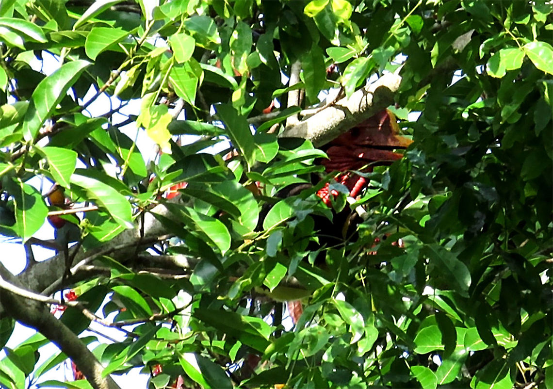 Super Shy Helmeted Hornbill The largest hornbill species on Borneo by length. Even with its large size, it is the most timid of birds. This species of hornbills is extremely cautious and cannot withstand the sight of a human. Here it trying its best to hide behind the thickest leafiest part of the tree. However, once it realizes I'm watching it, it immediately took off. It is for the best this species of hornbill is being very shy as they are critically endangered as they are hunted for their hard "helmet" which are nicknamed the "red ivory", more precious than elephant ivory in the black market. This is recorded during our few days observation to document the ecological value of this fig species. Over these period of few days, I could still not get it to reveal its whole body. The good news it that we are now very sure that this fig species holds great importance for reforestation projects as it is confirmed as an important food source to help this very rare hornbill. Epiphytic fig like this spiky fig depends on long-distance flying canopy birds like these hornbills to disperse its seeds onto another host tree far away. <br />
<br />
The Spiky Fig (Ficus cucurbitina):<br />
<figure class="photo"><a href="https://www.jungledragon.com/image/104607/very_ripe_spiky_fig.html" title="very ripe Spiky Fig"><img src="https://s3.amazonaws.com/media.jungledragon.com/images/3336/104607_thumb.JPG?AWSAccessKeyId=05GMT0V3GWVNE7GGM1R2&Expires=1770854410&Signature=LsCokEqbutyBOWWGXHB%2FdbAIt6Q%3D" width="200" height="160" alt="very ripe Spiky Fig Ficus Cucurbitina, the Spiky Fig, is definitely the world's spikiest fig. Many fig fruits are hairy but none has evolved to have really rigid and sharp hairs like this fig. These sharp hairs are strong and sharp enough to pierce a human skin. Probably evolved this way to prevent most mammals from eating it but ideal for canopy birds as they can feed unharmed with their beaks. Fruits ripen light yellow - orange - dark red - maroonish black. These fruits high up in the canopy where the fig tree grows on another host tree. These fruits were growing about 20m high. We were lucky to find it at its fruiting apex, and after several days, the fruit numbers have reduced greatly. <br />
<br />
Watching this fig tree is one of the best experience for my team (1StopBorneo Wildlife). We are trying to find out which is the most beneficial fig species for wildlife and this fig is definitely one of the best. Lots of animals visited it in both day and night. There are always animals every time we visited the tree.<br />
 Ficus Cucurbitina,Geotagged,Malaysia,Summer" /></a></figure><br />
<figure class="photo"><a href="https://www.jungledragon.com/image/104603/spiky_fig_tree_branches.html" title="Spiky Fig tree branches"><img src="https://s3.amazonaws.com/media.jungledragon.com/images/3336/104603_thumb.JPG?AWSAccessKeyId=05GMT0V3GWVNE7GGM1R2&Expires=1770854410&Signature=QPpdq70%2BdbBaKSujGWfw4vDn3n4%3D" width="114" height="152" alt="Spiky Fig tree branches Branches of the fig tree growing out from the host tree. It is fruiting high up in the canopy (20m high) where the fig tree grows on another host tree. Ficus Cucurbitina, the Spiky Fig, is definitely the world's spikiest fig. Many fig fruits are hairy but none has evolved to have really rigid and sharp hairs like this fig. These sharp hairs are strong and sharp enough to pierce a human skin. Probably evolved this way to prevent most mammals from eating it but ideal for canopy birds as they can feed unharmed with their beaks. Fruits ripen light yellow - orange - dark red - maroonish black. We were lucky to find it at its fruiting apex, and after several days, the fruit numbers have reduced greatly. <br />
<br />
Watching this fig tree is one of the best experience for my team (1StopBorneo Wildlife). We are trying to find out which is the most beneficial fig species for wildlife and this fig is definitely one of the best. Lots of animals visited it in both day and night. There are always animals every time we visited the tree.<br />
 Ficus Cucurbitina,Geotagged,Malaysia,Summer" /></a></figure> Geotagged,Helmeted hornbill,Malaysia,Rhinoplax vigil