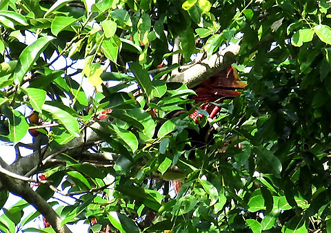 Super Shy Helmeted Hornbill The largest hornbill species on Borneo by length. Even with its large size, it is the most timid of birds. This species of hornbills is extremely cautious and cannot withstand the sight of a human. Here it trying its best to hide behind the thickest leafiest part of the tree. However, once it realizes I'm watching it, it immediately took off. It is for the best this species of hornbill is being very shy as they are critically endangered as they are hunted for their hard "helmet" which are nicknamed the "red ivory", more precious than elephant ivory in the black market. This is recorded during our few days observation to document the ecological value of this fig species. Over these period of few days, I could still not get it to reveal its whole body. The good news it that we are now very sure that this fig species holds great importance for reforestation projects as it is confirmed as an important food source to help this very rare hornbill. Epiphytic fig like this spiky fig depends on long-distance flying canopy birds like these hornbills to disperse its seeds onto another host tree far away. 

The Spiky Fig (Ficus cucurbitina):
https://www.jungledragon.com/image/104607/very_ripe_spiky_fig.html
https://www.jungledragon.com/image/104603/spiky_fig_tree_branches.html Geotagged,Helmeted hornbill,Malaysia,Rhinoplax vigil