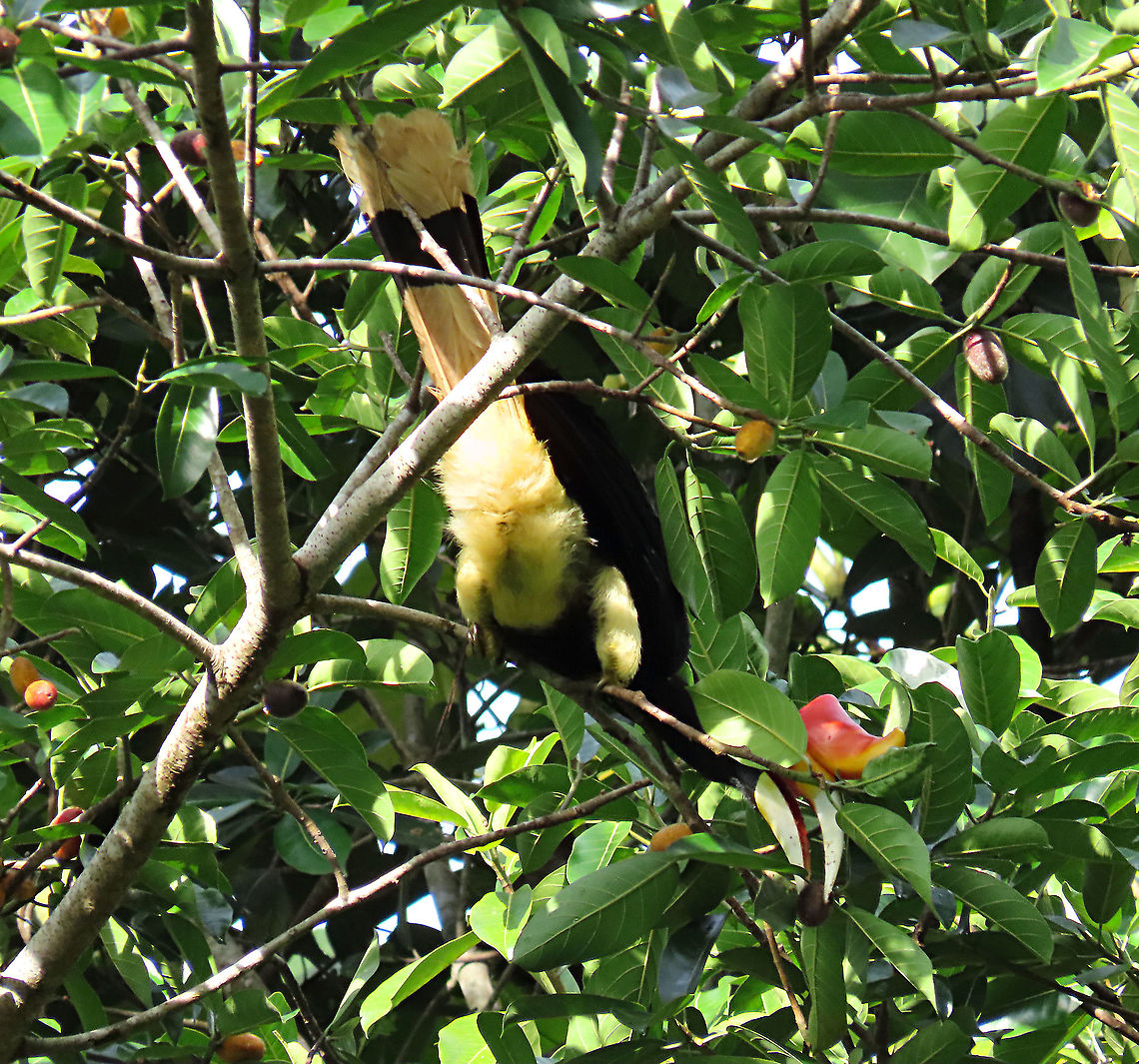 The Flying Rhinoceros A flock of Rhinoceros Hornbills (around 20) of mixed sex and age group were looking for some ripe fruits on this Spiky Fig tree. Named the Rhinoceros Hornbill for it's large "horn" that points upwards like a rhinoceros. This is one of the largest hornbill species so it is large enough to swallow the spiky fig whole. However, these hornbills will carefully toss and mash the fruit until most of the hairy skins fall out and the remaining spikes are buried into the flesh and it would go smoother down the throat. Such precision control they have on their large beak. Epiphytic fig like this spiky fig depends on long-distance flying canopy birds like these hornbills to disperse its seeds onto another host tree far away. Wild figs are a very important food source to hornbills. This is recorded during our few days observation to document the ecological value of this fig species as an important species for our reforestation projects.<br />
<br />
The Spiky Fig (Ficus cucurbitina):<br />
<figure class="photo"><a href="https://www.jungledragon.com/image/104608/spiky_fig_cross_section.html" title="Spiky Fig cross section"><img src="https://s3.amazonaws.com/media.jungledragon.com/images/3336/104608_thumb.JPG?AWSAccessKeyId=05GMT0V3GWVNE7GGM1R2&Expires=1769040010&Signature=tUYE5sYuLKmoBziciCCIvAgTL4w%3D" width="200" height="162" alt="Spiky Fig cross section Figs are unique as the flowers grow inside the fruits. Ficus Cucurbitina, the Spiky Fig, is definitely the world's spikiest fig. Many fig fruits are hairy but none has evolved to have really rigid and sharp hairs like this fig. These sharp hairs are strong and sharp enough to pierce a human skin. Probably evolved this way to prevent most mammals from eating it but ideal for canopy birds as they can feed unharmed with their beaks. Fruits ripen light yellow - orange - dark red - maroonish black. These fruits high up in the canopy where the fig tree grows on another host tree. These fruits were growing about 20m high. We were lucky to find it at its fruiting apex, and after several days, the fruit numbers have reduced greatly. <br />
<br />
Watching this fig tree is one of the best experience for my team (1StopBorneo Wildlife). We are trying to find out which is the most beneficial fig species for wildlife and this fig is definitely one of the best. Lots of animals visited it in both day and night. There are always animals every time we visited the tree.<br />
 Ficus Cucurbitina,Geotagged,Malaysia,Summer" /></a></figure><br />
<figure class="photo"><a href="https://www.jungledragon.com/image/104603/spiky_fig_tree_branches.html" title="Spiky Fig tree branches"><img src="https://s3.amazonaws.com/media.jungledragon.com/images/3336/104603_thumb.JPG?AWSAccessKeyId=05GMT0V3GWVNE7GGM1R2&Expires=1769040010&Signature=%2FvC1Jj4yl9iHIcGN%2Fa13x3OeF%2B8%3D" width="114" height="152" alt="Spiky Fig tree branches Branches of the fig tree growing out from the host tree. It is fruiting high up in the canopy (20m high) where the fig tree grows on another host tree. Ficus Cucurbitina, the Spiky Fig, is definitely the world's spikiest fig. Many fig fruits are hairy but none has evolved to have really rigid and sharp hairs like this fig. These sharp hairs are strong and sharp enough to pierce a human skin. Probably evolved this way to prevent most mammals from eating it but ideal for canopy birds as they can feed unharmed with their beaks. Fruits ripen light yellow - orange - dark red - maroonish black. We were lucky to find it at its fruiting apex, and after several days, the fruit numbers have reduced greatly. <br />
<br />
Watching this fig tree is one of the best experience for my team (1StopBorneo Wildlife). We are trying to find out which is the most beneficial fig species for wildlife and this fig is definitely one of the best. Lots of animals visited it in both day and night. There are always animals every time we visited the tree.<br />
 Ficus Cucurbitina,Geotagged,Malaysia,Summer" /></a></figure> Buceros rhinoceros,Geotagged,Malaysia,Rhinoceros Hornbill,Summer