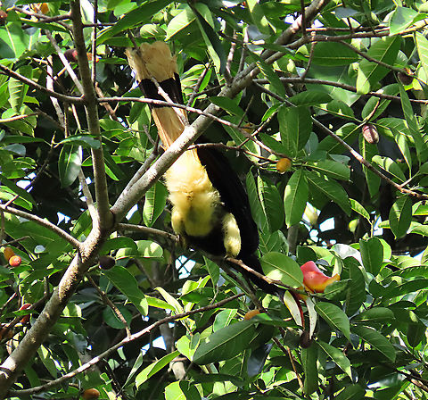 The Flying Rhinoceros A flock of Rhinoceros Hornbills (around 20) of mixed sex and age group were looking for some ripe fruits on this Spiky Fig tree. Named the Rhinoceros Hornbill for it's large "horn" that points upwards like a rhinoceros. This is one of the largest hornbill species so it is large enough to swallow the spiky fig whole. However, these hornbills will carefully toss and mash the fruit until most of the hairy skins fall out and the remaining spikes are buried into the flesh and it would go smoother down the throat. Such precision control they have on their large beak. Epiphytic fig like this spiky fig depends on long-distance flying canopy birds like these hornbills to disperse its seeds onto another host tree far away. Wild figs are a very important food source to hornbills. This is recorded during our few days observation to document the ecological value of this fig species as an important species for our reforestation projects.

The Spiky Fig (Ficus cucurbitina):
https://www.jungledragon.com/image/104608/spiky_fig_cross_section.html
https://www.jungledragon.com/image/104603/spiky_fig_tree_branches.html Buceros rhinoceros,Geotagged,Malaysia,Rhinoceros Hornbill,Summer