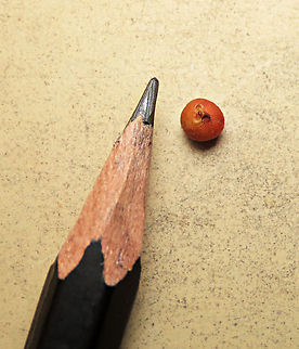 World's Smallet Fig !  Spade Leaf Fig (Ficus excavata) is probably the world's smallest fig species! This is an epiphyte which grows high up in the canopy and produce figs as small as 3mm in diameter only. This is definitely one of the hardest wild fig species that I have ever found. It took me more than half an hour trying to find these tiny fruits growing 50 meters above in the forest canopy. Unripe fruits are yellow and turns orange then brownish red. Leaves are rounded and very small as well. This species is considered very rare as its tiny size and high-growing locations makes it incredibly hard to spot.

The 150+ wild fig species in Borneo are really fascinating but this F. excavata is truly spectacular. My organization (1StopBorneo Wildlife) tries to document interesting wild figs during our wildlife expeditions and an awesome find like this is what drives us enthusiastic to keep on looking for more wonders in nature.

More photos of Spade Leaf Fig (Ficus excavata):
https://www.jungledragon.com/image/105156/spade_leaf_fig_size.html
https://www.jungledragon.com/image/105148/spade_leaf_figs_spade_leaf.html
https://www.jungledragon.com/image/105146/spade_leaf_fig_distance_perspective.html Ficus excavata,Geotagged,Malaysia,Spade Leaf Fig,Summer