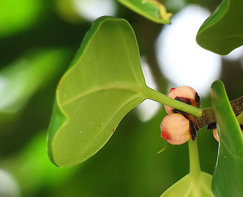 Thick-Leaf Fig Ficus callophylla has broad thick leaves and that is why the species name means stick stiff leaves in Latin. Fruits are pinkish and have a pointed fruit tip. This fig plant is a strangler which grows on host trees as epiphytes and slowly cover the whole tree over time. There are several of these fig tree in close proximity.
 Ficus callophylla,Geotagged,Summer,Thick Leaf Fig