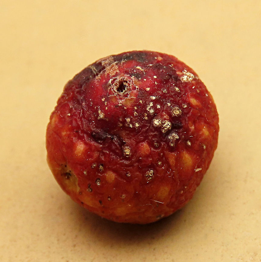 Cuming's Fig This is the fruit of a male Ficus cumingii showing its opened ostiole hole where fig wasps have entered. A common fig species from Philippines which have successfully arrived the east coast of Sabah, Borneo. This species is unique where it has some leaves that are growing opposite to each other which is unlike all the other fig species. Leaves are are very rough with tiny hard hairs. This is the male fruit as fig wasps form their galls inside it. This turns out to be the first live specimen photographic record for Borneo. Previous records has shown that this species is very rare in Borneo but we realize that they are quite common and just growing in places where botanists wouldn&#039;t bother to look.  My organization (1StopBorneo Wildlife) stumbled upon this while trying to record important fig trees in the urban wildlife ecosystem. In our nursery, seeds of this species germinate quite well. Ficus cumingii,Geotagged,Malaysia,Summer