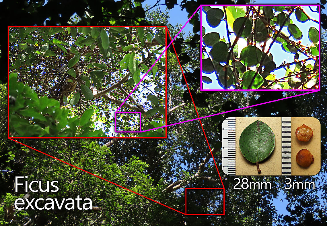Spade Leaf Fig distance perspective A little something I made showing how high up and tiny these are! Spade Leaf Fig (Ficus excavata) is probably the world's smallest fig species! This is an epyphite which grows high up in the canopy and produce figs as small as 3mm in diameter only. This is definitely one of the hardest wild fig species that I have ever found. It took me more than half an hour trying to find these tiny fruits growing 50 meters above in the forest canopy. Unripe fruits are yellow and turns orange then brownish red. Leaves are rounded and very small as well. This species is considered very rare as its tiny size and high-growing locations makes it incredibly hard to spot.<br />
<br />
The 150+ wild fig species in Borneo are really fascinating but this F. excavata is truly spectacular. My organization (1StopBorneo Wildlife) tries to document interesting wild figs during our wildlife expeditions and an awesome find like this is what drives us enthusiastic to keep on looking for more wonders in nature.<br />
<br />
More photos of Spade Leaf Fig (Ficus excavata):<br />
<figure class="photo"><a href="https://www.jungledragon.com/image/104994/worlds_smallet_fig_.html" title="World's Smallet Fig !"><img src="https://s3.amazonaws.com/media.jungledragon.com/images/3336/104994_thumb.JPG?AWSAccessKeyId=05GMT0V3GWVNE7GGM1R2&Expires=1770854410&Signature=KngWvNuFLYiKNonEz2929xcInLI%3D" width="132" height="152" alt="World's Smallet Fig !  Spade Leaf Fig (Ficus excavata) is probably the world's smallest fig species! This is an epiphyte which grows high up in the canopy and produce figs as small as 3mm in diameter only. This is definitely one of the hardest wild fig species that I have ever found. It took me more than half an hour trying to find these tiny fruits growing 50 meters above in the forest canopy. Unripe fruits are yellow and turns orange then brownish red. Leaves are rounded and very small as well. This species is considered very rare as its tiny size and high-growing locations makes it incredibly hard to spot.<br />
<br />
The 150+ wild fig species in Borneo are really fascinating but this F. excavata is truly spectacular. My organization (1StopBorneo Wildlife) tries to document interesting wild figs during our wildlife expeditions and an awesome find like this is what drives us enthusiastic to keep on looking for more wonders in nature.<br />
<br />
More photos of Spade Leaf Fig (Ficus excavata):<br />
https://www.jungledragon.com/image/105156/spade_leaf_fig_size.html<br />
https://www.jungledragon.com/image/105148/spade_leaf_figs_spade_leaf.html<br />
https://www.jungledragon.com/image/105146/spade_leaf_fig_distance_perspective.html Ficus excavata,Geotagged,Malaysia,Spade Leaf Fig,Summer" /></a></figure><br />
<figure class="photo"><a href="https://www.jungledragon.com/image/105147/spade_leaf_fig_with_cute_leaf.html" title="Spade Leaf Fig with cute leaf"><img src="https://s3.amazonaws.com/media.jungledragon.com/images/3336/105147_thumb.JPG?AWSAccessKeyId=05GMT0V3GWVNE7GGM1R2&Expires=1770854410&Signature=lah%2FhjH957CJwkFOXH%2BMpTmapfU%3D" width="134" height="152" alt="Spade Leaf Fig with cute leaf Spade Leaf Fig (Ficus excavata) is named for it's rounded curved leaf, looking like a spade or a bowl. This is probably the world's smallest fig species! This is an epiphyte which grows high up in the canopy and produce figs as small as 3mm in diameter only. This is definitely one of the hardest wild fig species that I have ever found. It took me more than half an hour trying to find these tiny fruits growing 50 meters above in the forest canopy. Unripe fruits are yellow and turns orange then brownish red. Leaves are rounded and very small as well. This species is considered very rare as its tiny size and high-growing locations makes it incredibly hard to spot.<br />
<br />
The 150+ wild fig species in Borneo are really fascinating but this F. excavata is truly spectacular. My organization (1StopBorneo Wildlife) tries to document interesting wild figs during our wildlife expeditions and an awesome find like this is what drives us enthusiastic to keep on looking for more wonders in nature.<br />
<br />
More photos of Spade Leaf Fig (Ficus excavata):<br />
https://www.jungledragon.com/image/105158/spade_leaf_fig_fallen_fruits.html<br />
https://www.jungledragon.com/image/105146/spade_leaf_fig_distance_perspective.html<br />
https://www.jungledragon.com/image/105156/spade_leaf_fig_size.html Ficus excavata,Geotagged,Malaysia,Spade Leaf Fig,Summer" /></a></figure><br />
<figure class="photo"><a href="https://www.jungledragon.com/image/105158/spade_leaf_fig_fallen_fruits.html" title="Spade Leaf Fig fallen fruits"><img src="https://s3.amazonaws.com/media.jungledragon.com/images/3336/105158_thumb.JPG?AWSAccessKeyId=05GMT0V3GWVNE7GGM1R2&Expires=1770854410&Signature=L1srC9L3DgTQMWODF7%2FmGAczvsY%3D" width="200" height="160" alt="Spade Leaf Fig fallen fruits Collected fruits fallen on the ground. Spade Leaf Fig (Ficus excavata) is probably the world's smallest fig species! This is an epyphite which grows high up in the canopy and produce figs as small as 3mm in diameter only. This is definitely one of the hardest wild fig species that I have ever found. It took me more than half an hour trying to find these tiny fruits growing 50 meters above in the forest canopy. Unripe fruits are yellow and turns orange then brownish red. Leaves are rounded and very small as well. This species is considered very rare as its tiny size and high-growing locations makes it incredibly hard to spot.<br />
<br />
The 150+ wild fig species in Borneo are really fascinating but this F. excavata is truly spectacular. My organization (1StopBorneo Wildlife) tries to document interesting wild figs during our wildlife expeditions and an awesome find like this is what drives us enthusiastic to keep on looking for more wonders in nature.<br />
<br />
More photos of Spade Leaf Fig (Ficus excavata):<br />
https://www.jungledragon.com/image/104994/worlds_smallet_fig_.html<br />
https://www.jungledragon.com/image/105150/spade_leaf_fig_rounded_leaves.html<br />
https://www.jungledragon.com/image/105155/spade_leaf_fig_unripe.html Ficus excavata,Geotagged,Malaysia,Spade Leaf Fig,Summer" /></a></figure> Ficus excavata,Geotagged,Malaysia,Spade Leaf Fig