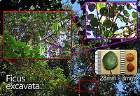 Spade Leaf Fig distance perspective A little something I made showing how high up and tiny these are! Spade Leaf Fig (Ficus excavata) is probably the world's smallest fig species! This is an epyphite which grows high up in the canopy and produce figs as small as 3mm in diameter only. This is definitely one of the hardest wild fig species that I have ever found. It took me more than half an hour trying to find these tiny fruits growing 50 meters above in the forest canopy. Unripe fruits are yellow and turns orange then brownish red. Leaves are rounded and very small as well. This species is considered very rare as its tiny size and high-growing locations makes it incredibly hard to spot.<br />
<br />
The 150+ wild fig species in Borneo are really fascinating but this F. excavata is truly spectacular. My organization (1StopBorneo Wildlife) tries to document interesting wild figs during our wildlife expeditions and an awesome find like this is what drives us enthusiastic to keep on looking for more wonders in nature.<br />
<br />
More photos of Spade Leaf Fig (Ficus excavata):<br />
https://www.jungledragon.com/image/104994/worlds_smallet_fig_.html<br />
https://www.jungledragon.com/image/105147/spade_leaf_fig_with_cute_leaf.html<br />
https://www.jungledragon.com/image/105158/spade_leaf_fig_fallen_fruits.html Ficus excavata,Geotagged,Malaysia,Spade Leaf Fig