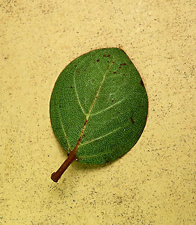 Spade Leaf Fig with cute leaf Spade Leaf Fig (Ficus excavata) is named for it's rounded curved leaf, looking like a spade or a bowl. This is probably the world's smallest fig species! This is an epiphyte which grows high up in the canopy and produce figs as small as 3mm in diameter only. This is definitely one of the hardest wild fig species that I have ever found. It took me more than half an hour trying to find these tiny fruits growing 50 meters above in the forest canopy. Unripe fruits are yellow and turns orange then brownish red. Leaves are rounded and very small as well. This species is considered very rare as its tiny size and high-growing locations makes it incredibly hard to spot.

The 150+ wild fig species in Borneo are really fascinating but this F. excavata is truly spectacular. My organization (1StopBorneo Wildlife) tries to document interesting wild figs during our wildlife expeditions and an awesome find like this is what drives us enthusiastic to keep on looking for more wonders in nature.

More photos of Spade Leaf Fig (Ficus excavata):
https://www.jungledragon.com/image/105158/spade_leaf_fig_fallen_fruits.html
https://www.jungledragon.com/image/105146/spade_leaf_fig_distance_perspective.html
https://www.jungledragon.com/image/105156/spade_leaf_fig_size.html Ficus excavata,Geotagged,Malaysia,Spade Leaf Fig,Summer