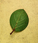 Spade Leaf Fig with cute leaf Spade Leaf Fig (Ficus excavata) is named for it's rounded curved leaf, looking like a spade or a bowl. This is probably the world's smallest fig species! This is an epiphyte which grows high up in the canopy and produce figs as small as 3mm in diameter only. This is definitely one of the hardest wild fig species that I have ever found. It took me more than half an hour trying to find these tiny fruits growing 50 meters above in the forest canopy. Unripe fruits are yellow and turns orange then brownish red. Leaves are rounded and very small as well. This species is considered very rare as its tiny size and high-growing locations makes it incredibly hard to spot.<br />
<br />
The 150+ wild fig species in Borneo are really fascinating but this F. excavata is truly spectacular. My organization (1StopBorneo Wildlife) tries to document interesting wild figs during our wildlife expeditions and an awesome find like this is what drives us enthusiastic to keep on looking for more wonders in nature.<br />
<br />
More photos of Spade Leaf Fig (Ficus excavata):<br />
https://www.jungledragon.com/image/105158/spade_leaf_fig_fallen_fruits.html<br />
https://www.jungledragon.com/image/105146/spade_leaf_fig_distance_perspective.html<br />
https://www.jungledragon.com/image/105156/spade_leaf_fig_size.html Ficus excavata,Geotagged,Malaysia,Spade Leaf Fig,Summer