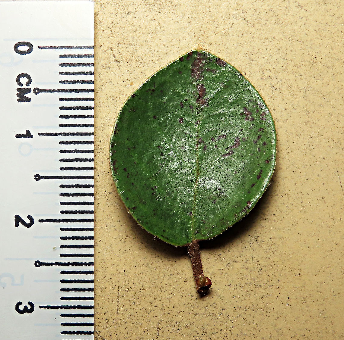 Spade Leaf Fig's spade leaf Spade Leaf Fig (Ficus excavata) is named for it's rounded curved leaf, looking like a spade or a bowl. This is probably the world's smallest fig species! This is an epiphyte which grows high up in the canopy and produce figs as small as 3mm in diameter only. This is definitely one of the hardest wild fig species that I have ever found. It took me more than half an hour trying to find these tiny fruits growing 50 meters above in the forest canopy. Unripe fruits are yellow and turns orange then brownish red. Leaves are rounded and very small as well. This species is considered very rare as its tiny size and high-growing locations makes it incredibly hard to spot.<br />
<br />
The 150+ wild fig species in Borneo are really fascinating but this F. excavata is truly spectacular. My organization (1StopBorneo Wildlife) tries to document interesting wild figs during our wildlife expeditions and an awesome find like this is what drives us enthusiastic to keep on looking for more wonders in nature.<br />
<br />
More photos of Spade Leaf Fig (Ficus excavata):<br />
<figure class="photo"><a href="https://www.jungledragon.com/image/104994/worlds_smallet_fig_.html" title="World's Smallet Fig !"><img src="https://s3.amazonaws.com/media.jungledragon.com/images/3336/104994_thumb.JPG?AWSAccessKeyId=05GMT0V3GWVNE7GGM1R2&Expires=1770854410&Signature=KngWvNuFLYiKNonEz2929xcInLI%3D" width="132" height="152" alt="World's Smallet Fig !  Spade Leaf Fig (Ficus excavata) is probably the world's smallest fig species! This is an epiphyte which grows high up in the canopy and produce figs as small as 3mm in diameter only. This is definitely one of the hardest wild fig species that I have ever found. It took me more than half an hour trying to find these tiny fruits growing 50 meters above in the forest canopy. Unripe fruits are yellow and turns orange then brownish red. Leaves are rounded and very small as well. This species is considered very rare as its tiny size and high-growing locations makes it incredibly hard to spot.<br />
<br />
The 150+ wild fig species in Borneo are really fascinating but this F. excavata is truly spectacular. My organization (1StopBorneo Wildlife) tries to document interesting wild figs during our wildlife expeditions and an awesome find like this is what drives us enthusiastic to keep on looking for more wonders in nature.<br />
<br />
More photos of Spade Leaf Fig (Ficus excavata):<br />
https://www.jungledragon.com/image/105156/spade_leaf_fig_size.html<br />
https://www.jungledragon.com/image/105148/spade_leaf_figs_spade_leaf.html<br />
https://www.jungledragon.com/image/105146/spade_leaf_fig_distance_perspective.html Ficus excavata,Geotagged,Malaysia,Spade Leaf Fig,Summer" /></a></figure><br />
<figure class="photo"><a href="https://www.jungledragon.com/image/105150/spade_leaf_fig_rounded_leaves.html" title="Spade Leaf Fig rounded leaves"><img src="https://s3.amazonaws.com/media.jungledragon.com/images/3336/105150_thumb.JPG?AWSAccessKeyId=05GMT0V3GWVNE7GGM1R2&Expires=1770854410&Signature=3s9Y%2B8d1HC2KuveufZK6gDxWw9c%3D" width="200" height="146" alt="Spade Leaf Fig rounded leaves  Spade Leaf Fig (Ficus excavata) is probably the world's smallest fig species! This is an epiphyte which grows high up in the canopy and produce figs as small as 3mm in diameter only. This is definitely one of the hardest wild fig species that I have ever found. It took me more than half an hour trying to find these tiny fruits growing 50 meters above in the forest canopy. Unripe fruits are yellow and turns orange then brownish red. Leaves are rounded and very small as well. This species is considered very rare as its tiny size and high-growing locations makes it incredibly hard to spot.<br />
<br />
The 150+ wild fig species in Borneo are really fascinating but this F. excavata is truly spectacular. My organization (1StopBorneo Wildlife) tries to document interesting wild figs during our wildlife expeditions and an awesome find like this is what drives us enthusiastic to keep on looking for more wonders in nature.<br />
<br />
More photos of Spade Leaf Fig (Ficus excavata):<br />
https://www.jungledragon.com/image/105148/spade_leaf_figs_spade_leaf.html<br />
https://www.jungledragon.com/image/105158/spade_leaf_fig_fallen_fruits.html<br />
https://www.jungledragon.com/image/105156/spade_leaf_fig_size.html<br />
<br />
 Ficus excavata,Geotagged,Malaysia,Spade Leaf Fig,Summer" /></a></figure><br />
<figure class="photo"><a href="https://www.jungledragon.com/image/105155/spade_leaf_fig_unripe.html" title="Spade Leaf Fig unripe"><img src="https://s3.amazonaws.com/media.jungledragon.com/images/3336/105155_thumb.JPG?AWSAccessKeyId=05GMT0V3GWVNE7GGM1R2&Expires=1770854410&Signature=lx63H7Eez2XXP5jTAvepKOes0TM%3D" width="200" height="146" alt="Spade Leaf Fig unripe  Spade Leaf Fig (Ficus excavata) is probably the world's smallest fig species! This is an epyphite which grows high up in the canopy and produce figs as small as 3mm in diameter only. This is definitely one of the hardest wild fig species that I have ever found. It took me more than half an hour trying to find these tiny fruits growing 50 meters above in the forest canopy. Unripe fruits are yellow and turns orange then brownish red. Leaves are rounded and very small as well. This species is considered very rare as its tiny size and high-growing locations makes it incredibly hard to spot.<br />
<br />
The 150+ wild fig species in Borneo are really fascinating but this F. excavata is truly spectacular. My organization (1StopBorneo Wildlife) tries to document interesting wild figs during our wildlife expeditions and an awesome find like this is what drives us enthusiastic to keep on looking for more wonders in nature.<br />
<br />
More photos of Spade Leaf Fig (Ficus excavata):<br />
https://www.jungledragon.com/image/105158/spade_leaf_fig_fallen_fruits.html<br />
https://www.jungledragon.com/image/105147/spade_leaf_fig_with_cute_leaf.html<br />
https://www.jungledragon.com/image/105149/spade_leaf_fig_mass_fruiting.html Ficus excavata,Geotagged,Malaysia,Spade Leaf Fig,Summer" /></a></figure> Ficus excavata,Geotagged,Malaysia,Spade Leaf Fig,Summer