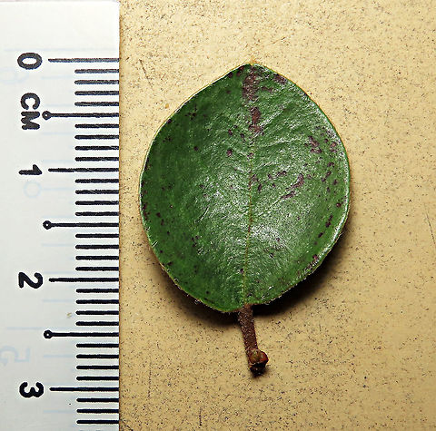 Spade Leaf Fig's spade leaf Spade Leaf Fig (Ficus excavata) is named for it's rounded curved leaf, looking like a spade or a bowl. This is probably the world's smallest fig species! This is an epiphyte which grows high up in the canopy and produce figs as small as 3mm in diameter only. This is definitely one of the hardest wild fig species that I have ever found. It took me more than half an hour trying to find these tiny fruits growing 50 meters above in the forest canopy. Unripe fruits are yellow and turns orange then brownish red. Leaves are rounded and very small as well. This species is considered very rare as its tiny size and high-growing locations makes it incredibly hard to spot.

The 150+ wild fig species in Borneo are really fascinating but this F. excavata is truly spectacular. My organization (1StopBorneo Wildlife) tries to document interesting wild figs during our wildlife expeditions and an awesome find like this is what drives us enthusiastic to keep on looking for more wonders in nature.

More photos of Spade Leaf Fig (Ficus excavata):
https://www.jungledragon.com/image/104994/worlds_smallet_fig_.html
https://www.jungledragon.com/image/105150/spade_leaf_fig_rounded_leaves.html
https://www.jungledragon.com/image/105155/spade_leaf_fig_unripe.html Ficus excavata,Geotagged,Malaysia,Spade Leaf Fig,Summer