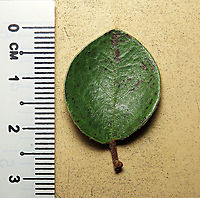 Spade Leaf Fig's spade leaf Spade Leaf Fig (Ficus excavata) is named for it's rounded curved leaf, looking like a spade or a bowl. This is probably the world's smallest fig species! This is an epiphyte which grows high up in the canopy and produce figs as small as 3mm in diameter only. This is definitely one of the hardest wild fig species that I have ever found. It took me more than half an hour trying to find these tiny fruits growing 50 meters above in the forest canopy. Unripe fruits are yellow and turns orange then brownish red. Leaves are rounded and very small as well. This species is considered very rare as its tiny size and high-growing locations makes it incredibly hard to spot.<br />
<br />
The 150+ wild fig species in Borneo are really fascinating but this F. excavata is truly spectacular. My organization (1StopBorneo Wildlife) tries to document interesting wild figs during our wildlife expeditions and an awesome find like this is what drives us enthusiastic to keep on looking for more wonders in nature.<br />
<br />
More photos of Spade Leaf Fig (Ficus excavata):<br />
https://www.jungledragon.com/image/104994/worlds_smallet_fig_.html<br />
https://www.jungledragon.com/image/105150/spade_leaf_fig_rounded_leaves.html<br />
https://www.jungledragon.com/image/105155/spade_leaf_fig_unripe.html Ficus excavata,Geotagged,Malaysia,Spade Leaf Fig,Summer