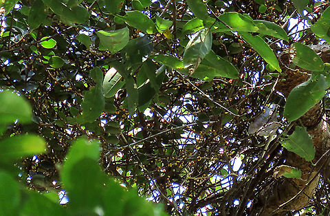 Spade Leaf Fig mass fruiting Spade Leaf Fig (Ficus excavata) fruiting in great numbers high up on the tree. Impossible to see with the naked eye for its tiny size. It is probably the world's smallest fig species! This is an epiphyte which grows high up in the canopy and produce figs as small as 3mm in diameter only. This is definitely one of the hardest wild fig species that I have ever found. It took me more than half an hour trying to find these tiny fruits growing 50 meters above in the forest canopy. Unripe fruits are yellow and turns orange then brownish red. Leaves are rounded and very small as well. This species is considered very rare as its tiny size and high-growing locations makes it incredibly hard to spot.

The 150+ wild fig species in Borneo are really fascinating but this F. excavata is truly spectacular. My organization (1StopBorneo Wildlife) tries to document interesting wild figs during our wildlife expeditions and an awesome find like this is what drives us enthusiastic to keep on looking for more wonders in nature.

More photos of Spade Leaf Fig (Ficus excavata):
https://www.jungledragon.com/image/105158/spade_leaf_fig_fallen_fruits.html
https://www.jungledragon.com/image/104994/worlds_smallet_fig_.html
https://www.jungledragon.com/image/105147/spade_leaf_fig_with_cute_leaf.html
 Ficus excavata,Geotagged,Malaysia,Spade Leaf Fig,Summer