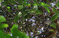 Spade Leaf Fig mass fruiting Spade Leaf Fig (Ficus excavata) fruiting in great numbers high up on the tree. Impossible to see with the naked eye for its tiny size. It is probably the world's smallest fig species! This is an epiphyte which grows high up in the canopy and produce figs as small as 3mm in diameter only. This is definitely one of the hardest wild fig species that I have ever found. It took me more than half an hour trying to find these tiny fruits growing 50 meters above in the forest canopy. Unripe fruits are yellow and turns orange then brownish red. Leaves are rounded and very small as well. This species is considered very rare as its tiny size and high-growing locations makes it incredibly hard to spot.<br />
<br />
The 150+ wild fig species in Borneo are really fascinating but this F. excavata is truly spectacular. My organization (1StopBorneo Wildlife) tries to document interesting wild figs during our wildlife expeditions and an awesome find like this is what drives us enthusiastic to keep on looking for more wonders in nature.<br />
<br />
More photos of Spade Leaf Fig (Ficus excavata):<br />
https://www.jungledragon.com/image/105158/spade_leaf_fig_fallen_fruits.html<br />
https://www.jungledragon.com/image/104994/worlds_smallet_fig_.html<br />
https://www.jungledragon.com/image/105147/spade_leaf_fig_with_cute_leaf.html<br />
 Ficus excavata,Geotagged,Malaysia,Spade Leaf Fig,Summer