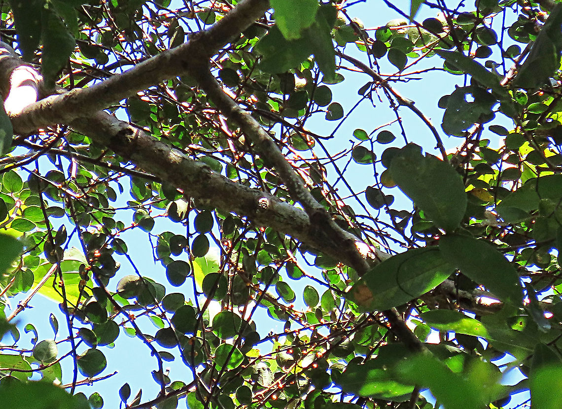 Spade Leaf Fig rounded leaves  Spade Leaf Fig (Ficus excavata) is probably the world's smallest fig species! This is an epiphyte which grows high up in the canopy and produce figs as small as 3mm in diameter only. This is definitely one of the hardest wild fig species that I have ever found. It took me more than half an hour trying to find these tiny fruits growing 50 meters above in the forest canopy. Unripe fruits are yellow and turns orange then brownish red. Leaves are rounded and very small as well. This species is considered very rare as its tiny size and high-growing locations makes it incredibly hard to spot.<br />
<br />
The 150+ wild fig species in Borneo are really fascinating but this F. excavata is truly spectacular. My organization (1StopBorneo Wildlife) tries to document interesting wild figs during our wildlife expeditions and an awesome find like this is what drives us enthusiastic to keep on looking for more wonders in nature.<br />
<br />
More photos of Spade Leaf Fig (Ficus excavata):<br />
<figure class="photo"><a href="https://www.jungledragon.com/image/105148/spade_leaf_figs_spade_leaf.html" title="Spade Leaf Fig's spade leaf"><img src="https://s3.amazonaws.com/media.jungledragon.com/images/3336/105148_thumb.JPG?AWSAccessKeyId=05GMT0V3GWVNE7GGM1R2&Expires=1770854410&Signature=%2BUwaAHZ9N8%2FwBTb8qW0GwXPtnqU%3D" width="200" height="200" alt="Spade Leaf Fig's spade leaf Spade Leaf Fig (Ficus excavata) is named for it's rounded curved leaf, looking like a spade or a bowl. This is probably the world's smallest fig species! This is an epiphyte which grows high up in the canopy and produce figs as small as 3mm in diameter only. This is definitely one of the hardest wild fig species that I have ever found. It took me more than half an hour trying to find these tiny fruits growing 50 meters above in the forest canopy. Unripe fruits are yellow and turns orange then brownish red. Leaves are rounded and very small as well. This species is considered very rare as its tiny size and high-growing locations makes it incredibly hard to spot.<br />
<br />
The 150+ wild fig species in Borneo are really fascinating but this F. excavata is truly spectacular. My organization (1StopBorneo Wildlife) tries to document interesting wild figs during our wildlife expeditions and an awesome find like this is what drives us enthusiastic to keep on looking for more wonders in nature.<br />
<br />
More photos of Spade Leaf Fig (Ficus excavata):<br />
https://www.jungledragon.com/image/104994/worlds_smallet_fig_.html<br />
https://www.jungledragon.com/image/105150/spade_leaf_fig_rounded_leaves.html<br />
https://www.jungledragon.com/image/105155/spade_leaf_fig_unripe.html Ficus excavata,Geotagged,Malaysia,Spade Leaf Fig,Summer" /></a></figure><br />
<figure class="photo"><a href="https://www.jungledragon.com/image/105158/spade_leaf_fig_fallen_fruits.html" title="Spade Leaf Fig fallen fruits"><img src="https://s3.amazonaws.com/media.jungledragon.com/images/3336/105158_thumb.JPG?AWSAccessKeyId=05GMT0V3GWVNE7GGM1R2&Expires=1770854410&Signature=L1srC9L3DgTQMWODF7%2FmGAczvsY%3D" width="200" height="160" alt="Spade Leaf Fig fallen fruits Collected fruits fallen on the ground. Spade Leaf Fig (Ficus excavata) is probably the world's smallest fig species! This is an epyphite which grows high up in the canopy and produce figs as small as 3mm in diameter only. This is definitely one of the hardest wild fig species that I have ever found. It took me more than half an hour trying to find these tiny fruits growing 50 meters above in the forest canopy. Unripe fruits are yellow and turns orange then brownish red. Leaves are rounded and very small as well. This species is considered very rare as its tiny size and high-growing locations makes it incredibly hard to spot.<br />
<br />
The 150+ wild fig species in Borneo are really fascinating but this F. excavata is truly spectacular. My organization (1StopBorneo Wildlife) tries to document interesting wild figs during our wildlife expeditions and an awesome find like this is what drives us enthusiastic to keep on looking for more wonders in nature.<br />
<br />
More photos of Spade Leaf Fig (Ficus excavata):<br />
https://www.jungledragon.com/image/104994/worlds_smallet_fig_.html<br />
https://www.jungledragon.com/image/105150/spade_leaf_fig_rounded_leaves.html<br />
https://www.jungledragon.com/image/105155/spade_leaf_fig_unripe.html Ficus excavata,Geotagged,Malaysia,Spade Leaf Fig,Summer" /></a></figure><br />
<figure class="photo"><a href="https://www.jungledragon.com/image/105156/spade_leaf_fig_size.html" title="Spade Leaf Fig size"><img src="https://s3.amazonaws.com/media.jungledragon.com/images/3336/105156_thumb.JPG?AWSAccessKeyId=05GMT0V3GWVNE7GGM1R2&Expires=1770854410&Signature=M8yHI72dtMxHwkZwGyuwTacycAg%3D" width="142" height="152" alt="Spade Leaf Fig size  Spade Leaf Fig (Ficus excavata) is probably the world's smallest fig species! This is an epiphyte which grows high up in the canopy and produce figs as small as 3mm in diameter only. This is definitely one of the hardest wild fig species that I have ever found. It took me more than half an hour trying to find these tiny fruits growing 50 meters above in the forest canopy. Unripe fruits are yellow and turns orange then brownish red. Leaves are rounded and very small as well. This species is considered very rare as its tiny size and high-growing locations makes it incredibly hard to spot.<br />
<br />
The 150+ wild fig species in Borneo are really fascinating but this F. excavata is truly spectacular. My organization (1StopBorneo Wildlife) tries to document interesting wild figs during our wildlife expeditions and an awesome find like this is what drives us enthusiastic to keep on looking for more wonders in nature.<br />
<br />
More photos of Spade Leaf Fig (Ficus excavata):<br />
https://www.jungledragon.com/image/105158/spade_leaf_fig_fallen_fruits.html<br />
https://www.jungledragon.com/image/105147/spade_leaf_fig_with_cute_leaf.html<br />
https://www.jungledragon.com/image/105149/spade_leaf_fig_mass_fruiting.html Ficus excavata,Geotagged,Malaysia,Spade Leaf Fig,Summer" /></a></figure><br />
<br />
 Ficus excavata,Geotagged,Malaysia,Spade Leaf Fig,Summer