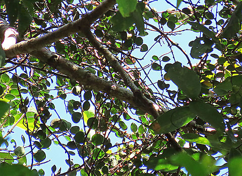 Spade Leaf Fig rounded leaves  Spade Leaf Fig (Ficus excavata) is probably the world's smallest fig species! This is an epiphyte which grows high up in the canopy and produce figs as small as 3mm in diameter only. This is definitely one of the hardest wild fig species that I have ever found. It took me more than half an hour trying to find these tiny fruits growing 50 meters above in the forest canopy. Unripe fruits are yellow and turns orange then brownish red. Leaves are rounded and very small as well. This species is considered very rare as its tiny size and high-growing locations makes it incredibly hard to spot.

The 150+ wild fig species in Borneo are really fascinating but this F. excavata is truly spectacular. My organization (1StopBorneo Wildlife) tries to document interesting wild figs during our wildlife expeditions and an awesome find like this is what drives us enthusiastic to keep on looking for more wonders in nature.

More photos of Spade Leaf Fig (Ficus excavata):
https://www.jungledragon.com/image/105148/spade_leaf_figs_spade_leaf.html
https://www.jungledragon.com/image/105158/spade_leaf_fig_fallen_fruits.html
https://www.jungledragon.com/image/105156/spade_leaf_fig_size.html

 Ficus excavata,Geotagged,Malaysia,Spade Leaf Fig,Summer