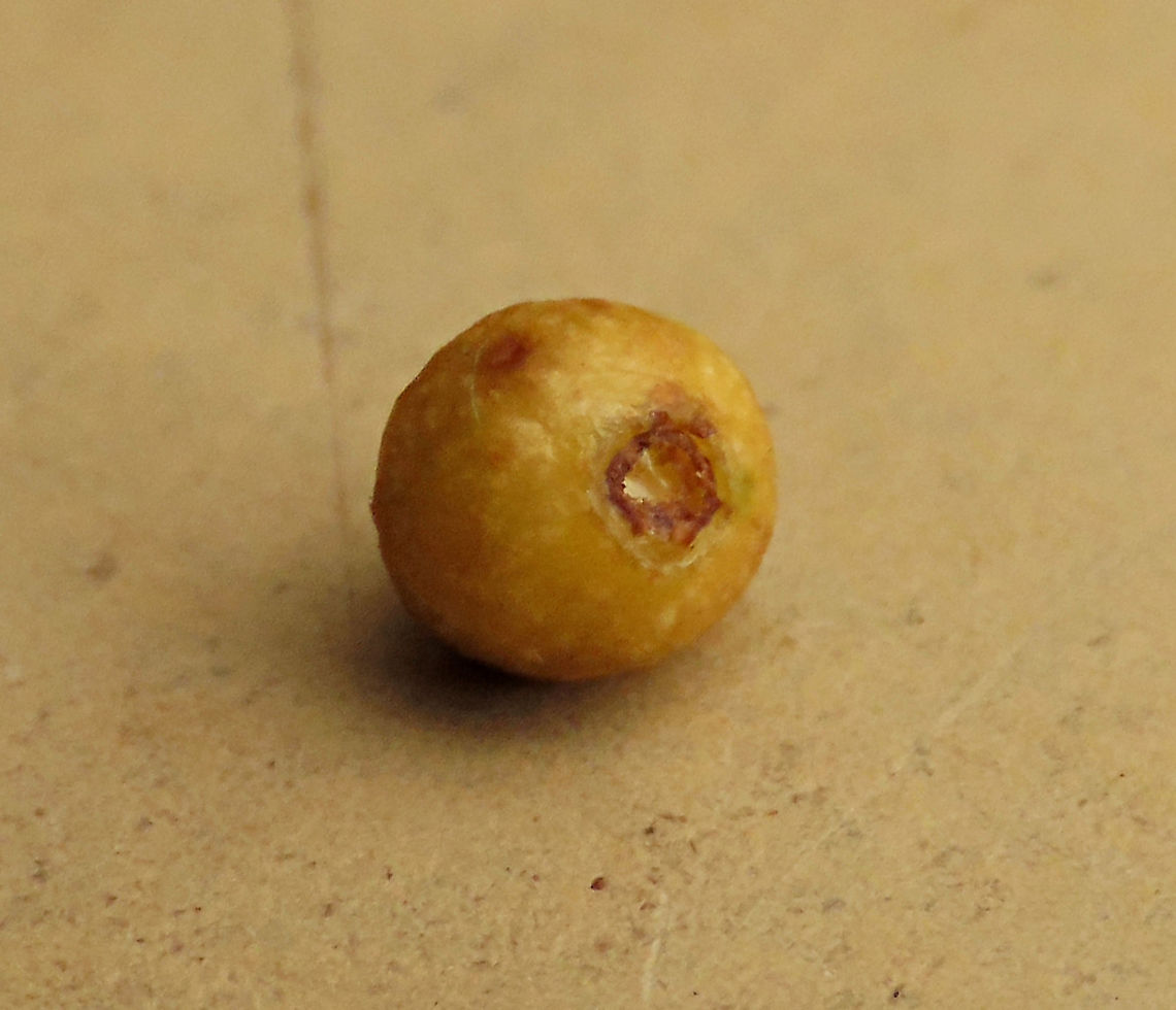 Spade Leaf Fig ostiole hole The big hole is the ostiole where fig wasps enters the fruit. This hole is relatively large for this tiny fruit so the wasp are not tinnier than other figs. Spade Leaf Fig (Ficus excavata) is probably the world's smallest fig species! This is an epyphite which grows high up in the canopy and produce figs as small as 3mm in diameter only. This is definitely one of the hardest wild fig species that I have ever found. It took me more than half an hour trying to find these tiny fruits growing 50 meters above in the forest canopy. Unripe fruits are yellow and turns orange then brownish red. Leaves are rounded and very small as well. This species is considered very rare as its tiny size and high-growing locations makes it incredibly hard to spot.<br />
<br />
The 150+ wild fig species in Borneo are really fascinating but this F. excavata is truly spectacular. My organization (1StopBorneo Wildlife) tries to document interesting wild figs during our wildlife expeditions and an awesome find like this is what drives us enthusiastic to keep on looking for more wonders in nature.<br />
<br />
<br />
More photos of Spade Leaf Fig (Ficus excavata):<br />
<figure class="photo"><a href="https://www.jungledragon.com/image/105156/spade_leaf_fig_size.html" title="Spade Leaf Fig size"><img src="https://s3.amazonaws.com/media.jungledragon.com/images/3336/105156_thumb.JPG?AWSAccessKeyId=05GMT0V3GWVNE7GGM1R2&Expires=1770854410&Signature=M8yHI72dtMxHwkZwGyuwTacycAg%3D" width="142" height="152" alt="Spade Leaf Fig size  Spade Leaf Fig (Ficus excavata) is probably the world's smallest fig species! This is an epiphyte which grows high up in the canopy and produce figs as small as 3mm in diameter only. This is definitely one of the hardest wild fig species that I have ever found. It took me more than half an hour trying to find these tiny fruits growing 50 meters above in the forest canopy. Unripe fruits are yellow and turns orange then brownish red. Leaves are rounded and very small as well. This species is considered very rare as its tiny size and high-growing locations makes it incredibly hard to spot.<br />
<br />
The 150+ wild fig species in Borneo are really fascinating but this F. excavata is truly spectacular. My organization (1StopBorneo Wildlife) tries to document interesting wild figs during our wildlife expeditions and an awesome find like this is what drives us enthusiastic to keep on looking for more wonders in nature.<br />
<br />
More photos of Spade Leaf Fig (Ficus excavata):<br />
https://www.jungledragon.com/image/105158/spade_leaf_fig_fallen_fruits.html<br />
https://www.jungledragon.com/image/105147/spade_leaf_fig_with_cute_leaf.html<br />
https://www.jungledragon.com/image/105149/spade_leaf_fig_mass_fruiting.html Ficus excavata,Geotagged,Malaysia,Spade Leaf Fig,Summer" /></a></figure><br />
<figure class="photo"><a href="https://www.jungledragon.com/image/105149/spade_leaf_fig_mass_fruiting.html" title="Spade Leaf Fig mass fruiting"><img src="https://s3.amazonaws.com/media.jungledragon.com/images/3336/105149_thumb.JPG?AWSAccessKeyId=05GMT0V3GWVNE7GGM1R2&Expires=1770854410&Signature=SeNavxB9FL6CYfuh8xgmTIvVqUQ%3D" width="200" height="132" alt="Spade Leaf Fig mass fruiting Spade Leaf Fig (Ficus excavata) fruiting in great numbers high up on the tree. Impossible to see with the naked eye for its tiny size. It is probably the world's smallest fig species! This is an epiphyte which grows high up in the canopy and produce figs as small as 3mm in diameter only. This is definitely one of the hardest wild fig species that I have ever found. It took me more than half an hour trying to find these tiny fruits growing 50 meters above in the forest canopy. Unripe fruits are yellow and turns orange then brownish red. Leaves are rounded and very small as well. This species is considered very rare as its tiny size and high-growing locations makes it incredibly hard to spot.<br />
<br />
The 150+ wild fig species in Borneo are really fascinating but this F. excavata is truly spectacular. My organization (1StopBorneo Wildlife) tries to document interesting wild figs during our wildlife expeditions and an awesome find like this is what drives us enthusiastic to keep on looking for more wonders in nature.<br />
<br />
More photos of Spade Leaf Fig (Ficus excavata):<br />
https://www.jungledragon.com/image/105158/spade_leaf_fig_fallen_fruits.html<br />
https://www.jungledragon.com/image/104994/worlds_smallet_fig_.html<br />
https://www.jungledragon.com/image/105147/spade_leaf_fig_with_cute_leaf.html<br />
 Ficus excavata,Geotagged,Malaysia,Spade Leaf Fig,Summer" /></a></figure><br />
<figure class="photo"><a href="https://www.jungledragon.com/image/105147/spade_leaf_fig_with_cute_leaf.html" title="Spade Leaf Fig with cute leaf"><img src="https://s3.amazonaws.com/media.jungledragon.com/images/3336/105147_thumb.JPG?AWSAccessKeyId=05GMT0V3GWVNE7GGM1R2&Expires=1770854410&Signature=lah%2FhjH957CJwkFOXH%2BMpTmapfU%3D" width="134" height="152" alt="Spade Leaf Fig with cute leaf Spade Leaf Fig (Ficus excavata) is named for it's rounded curved leaf, looking like a spade or a bowl. This is probably the world's smallest fig species! This is an epiphyte which grows high up in the canopy and produce figs as small as 3mm in diameter only. This is definitely one of the hardest wild fig species that I have ever found. It took me more than half an hour trying to find these tiny fruits growing 50 meters above in the forest canopy. Unripe fruits are yellow and turns orange then brownish red. Leaves are rounded and very small as well. This species is considered very rare as its tiny size and high-growing locations makes it incredibly hard to spot.<br />
<br />
The 150+ wild fig species in Borneo are really fascinating but this F. excavata is truly spectacular. My organization (1StopBorneo Wildlife) tries to document interesting wild figs during our wildlife expeditions and an awesome find like this is what drives us enthusiastic to keep on looking for more wonders in nature.<br />
<br />
More photos of Spade Leaf Fig (Ficus excavata):<br />
https://www.jungledragon.com/image/105158/spade_leaf_fig_fallen_fruits.html<br />
https://www.jungledragon.com/image/105146/spade_leaf_fig_distance_perspective.html<br />
https://www.jungledragon.com/image/105156/spade_leaf_fig_size.html Ficus excavata,Geotagged,Malaysia,Spade Leaf Fig,Summer" /></a></figure> Ficus excavata,Geotagged,Malaysia,Spade Leaf Fig,Summer