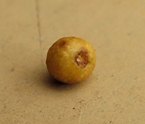 Spade Leaf Fig ostiole hole The big hole is the ostiole where fig wasps enters the fruit. This hole is relatively large for this tiny fruit so the wasp are not tinnier than other figs. Spade Leaf Fig (Ficus excavata) is probably the world's smallest fig species! This is an epyphite which grows high up in the canopy and produce figs as small as 3mm in diameter only. This is definitely one of the hardest wild fig species that I have ever found. It took me more than half an hour trying to find these tiny fruits growing 50 meters above in the forest canopy. Unripe fruits are yellow and turns orange then brownish red. Leaves are rounded and very small as well. This species is considered very rare as its tiny size and high-growing locations makes it incredibly hard to spot.

The 150+ wild fig species in Borneo are really fascinating but this F. excavata is truly spectacular. My organization (1StopBorneo Wildlife) tries to document interesting wild figs during our wildlife expeditions and an awesome find like this is what drives us enthusiastic to keep on looking for more wonders in nature.


More photos of Spade Leaf Fig (Ficus excavata):
https://www.jungledragon.com/image/105156/spade_leaf_fig_size.html
https://www.jungledragon.com/image/105149/spade_leaf_fig_mass_fruiting.html
https://www.jungledragon.com/image/105147/spade_leaf_fig_with_cute_leaf.html Ficus excavata,Geotagged,Malaysia,Spade Leaf Fig,Summer