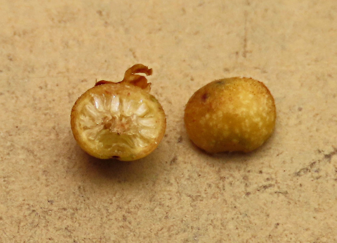 Spade Leaf Fig unripe  Spade Leaf Fig (Ficus excavata) is probably the world's smallest fig species! This is an epyphite which grows high up in the canopy and produce figs as small as 3mm in diameter only. This is definitely one of the hardest wild fig species that I have ever found. It took me more than half an hour trying to find these tiny fruits growing 50 meters above in the forest canopy. Unripe fruits are yellow and turns orange then brownish red. Leaves are rounded and very small as well. This species is considered very rare as its tiny size and high-growing locations makes it incredibly hard to spot.<br />
<br />
The 150+ wild fig species in Borneo are really fascinating but this F. excavata is truly spectacular. My organization (1StopBorneo Wildlife) tries to document interesting wild figs during our wildlife expeditions and an awesome find like this is what drives us enthusiastic to keep on looking for more wonders in nature.<br />
<br />
More photos of Spade Leaf Fig (Ficus excavata):<br />
<figure class="photo"><a href="https://www.jungledragon.com/image/105158/spade_leaf_fig_fallen_fruits.html" title="Spade Leaf Fig fallen fruits"><img src="https://s3.amazonaws.com/media.jungledragon.com/images/3336/105158_thumb.JPG?AWSAccessKeyId=05GMT0V3GWVNE7GGM1R2&Expires=1770854410&Signature=L1srC9L3DgTQMWODF7%2FmGAczvsY%3D" width="200" height="160" alt="Spade Leaf Fig fallen fruits Collected fruits fallen on the ground. Spade Leaf Fig (Ficus excavata) is probably the world's smallest fig species! This is an epyphite which grows high up in the canopy and produce figs as small as 3mm in diameter only. This is definitely one of the hardest wild fig species that I have ever found. It took me more than half an hour trying to find these tiny fruits growing 50 meters above in the forest canopy. Unripe fruits are yellow and turns orange then brownish red. Leaves are rounded and very small as well. This species is considered very rare as its tiny size and high-growing locations makes it incredibly hard to spot.<br />
<br />
The 150+ wild fig species in Borneo are really fascinating but this F. excavata is truly spectacular. My organization (1StopBorneo Wildlife) tries to document interesting wild figs during our wildlife expeditions and an awesome find like this is what drives us enthusiastic to keep on looking for more wonders in nature.<br />
<br />
More photos of Spade Leaf Fig (Ficus excavata):<br />
https://www.jungledragon.com/image/104994/worlds_smallet_fig_.html<br />
https://www.jungledragon.com/image/105150/spade_leaf_fig_rounded_leaves.html<br />
https://www.jungledragon.com/image/105155/spade_leaf_fig_unripe.html Ficus excavata,Geotagged,Malaysia,Spade Leaf Fig,Summer" /></a></figure><br />
<figure class="photo"><a href="https://www.jungledragon.com/image/105147/spade_leaf_fig_with_cute_leaf.html" title="Spade Leaf Fig with cute leaf"><img src="https://s3.amazonaws.com/media.jungledragon.com/images/3336/105147_thumb.JPG?AWSAccessKeyId=05GMT0V3GWVNE7GGM1R2&Expires=1770854410&Signature=lah%2FhjH957CJwkFOXH%2BMpTmapfU%3D" width="134" height="152" alt="Spade Leaf Fig with cute leaf Spade Leaf Fig (Ficus excavata) is named for it's rounded curved leaf, looking like a spade or a bowl. This is probably the world's smallest fig species! This is an epiphyte which grows high up in the canopy and produce figs as small as 3mm in diameter only. This is definitely one of the hardest wild fig species that I have ever found. It took me more than half an hour trying to find these tiny fruits growing 50 meters above in the forest canopy. Unripe fruits are yellow and turns orange then brownish red. Leaves are rounded and very small as well. This species is considered very rare as its tiny size and high-growing locations makes it incredibly hard to spot.<br />
<br />
The 150+ wild fig species in Borneo are really fascinating but this F. excavata is truly spectacular. My organization (1StopBorneo Wildlife) tries to document interesting wild figs during our wildlife expeditions and an awesome find like this is what drives us enthusiastic to keep on looking for more wonders in nature.<br />
<br />
More photos of Spade Leaf Fig (Ficus excavata):<br />
https://www.jungledragon.com/image/105158/spade_leaf_fig_fallen_fruits.html<br />
https://www.jungledragon.com/image/105146/spade_leaf_fig_distance_perspective.html<br />
https://www.jungledragon.com/image/105156/spade_leaf_fig_size.html Ficus excavata,Geotagged,Malaysia,Spade Leaf Fig,Summer" /></a></figure><br />
<figure class="photo"><a href="https://www.jungledragon.com/image/105149/spade_leaf_fig_mass_fruiting.html" title="Spade Leaf Fig mass fruiting"><img src="https://s3.amazonaws.com/media.jungledragon.com/images/3336/105149_thumb.JPG?AWSAccessKeyId=05GMT0V3GWVNE7GGM1R2&Expires=1770854410&Signature=SeNavxB9FL6CYfuh8xgmTIvVqUQ%3D" width="200" height="132" alt="Spade Leaf Fig mass fruiting Spade Leaf Fig (Ficus excavata) fruiting in great numbers high up on the tree. Impossible to see with the naked eye for its tiny size. It is probably the world's smallest fig species! This is an epiphyte which grows high up in the canopy and produce figs as small as 3mm in diameter only. This is definitely one of the hardest wild fig species that I have ever found. It took me more than half an hour trying to find these tiny fruits growing 50 meters above in the forest canopy. Unripe fruits are yellow and turns orange then brownish red. Leaves are rounded and very small as well. This species is considered very rare as its tiny size and high-growing locations makes it incredibly hard to spot.<br />
<br />
The 150+ wild fig species in Borneo are really fascinating but this F. excavata is truly spectacular. My organization (1StopBorneo Wildlife) tries to document interesting wild figs during our wildlife expeditions and an awesome find like this is what drives us enthusiastic to keep on looking for more wonders in nature.<br />
<br />
More photos of Spade Leaf Fig (Ficus excavata):<br />
https://www.jungledragon.com/image/105158/spade_leaf_fig_fallen_fruits.html<br />
https://www.jungledragon.com/image/104994/worlds_smallet_fig_.html<br />
https://www.jungledragon.com/image/105147/spade_leaf_fig_with_cute_leaf.html<br />
 Ficus excavata,Geotagged,Malaysia,Spade Leaf Fig,Summer" /></a></figure> Ficus excavata,Geotagged,Malaysia,Spade Leaf Fig,Summer