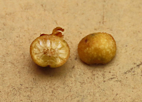 Spade Leaf Fig unripe  Spade Leaf Fig (Ficus excavata) is probably the world's smallest fig species! This is an epyphite which grows high up in the canopy and produce figs as small as 3mm in diameter only. This is definitely one of the hardest wild fig species that I have ever found. It took me more than half an hour trying to find these tiny fruits growing 50 meters above in the forest canopy. Unripe fruits are yellow and turns orange then brownish red. Leaves are rounded and very small as well. This species is considered very rare as its tiny size and high-growing locations makes it incredibly hard to spot.

The 150+ wild fig species in Borneo are really fascinating but this F. excavata is truly spectacular. My organization (1StopBorneo Wildlife) tries to document interesting wild figs during our wildlife expeditions and an awesome find like this is what drives us enthusiastic to keep on looking for more wonders in nature.

More photos of Spade Leaf Fig (Ficus excavata):
https://www.jungledragon.com/image/105158/spade_leaf_fig_fallen_fruits.html
https://www.jungledragon.com/image/105147/spade_leaf_fig_with_cute_leaf.html
https://www.jungledragon.com/image/105149/spade_leaf_fig_mass_fruiting.html Ficus excavata,Geotagged,Malaysia,Spade Leaf Fig,Summer