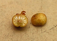 Spade Leaf Fig unripe  Spade Leaf Fig (Ficus excavata) is probably the world's smallest fig species! This is an epyphite which grows high up in the canopy and produce figs as small as 3mm in diameter only. This is definitely one of the hardest wild fig species that I have ever found. It took me more than half an hour trying to find these tiny fruits growing 50 meters above in the forest canopy. Unripe fruits are yellow and turns orange then brownish red. Leaves are rounded and very small as well. This species is considered very rare as its tiny size and high-growing locations makes it incredibly hard to spot.<br />
<br />
The 150+ wild fig species in Borneo are really fascinating but this F. excavata is truly spectacular. My organization (1StopBorneo Wildlife) tries to document interesting wild figs during our wildlife expeditions and an awesome find like this is what drives us enthusiastic to keep on looking for more wonders in nature.<br />
<br />
More photos of Spade Leaf Fig (Ficus excavata):<br />
https://www.jungledragon.com/image/105158/spade_leaf_fig_fallen_fruits.html<br />
https://www.jungledragon.com/image/105147/spade_leaf_fig_with_cute_leaf.html<br />
https://www.jungledragon.com/image/105149/spade_leaf_fig_mass_fruiting.html Ficus excavata,Geotagged,Malaysia,Spade Leaf Fig,Summer