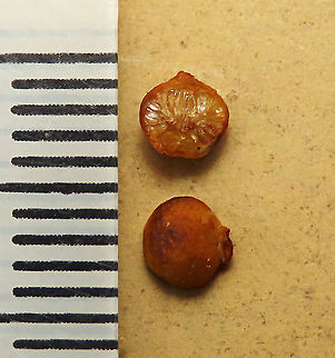 Spade Leaf Fig size  Spade Leaf Fig (Ficus excavata) is probably the world's smallest fig species! This is an epiphyte which grows high up in the canopy and produce figs as small as 3mm in diameter only. This is definitely one of the hardest wild fig species that I have ever found. It took me more than half an hour trying to find these tiny fruits growing 50 meters above in the forest canopy. Unripe fruits are yellow and turns orange then brownish red. Leaves are rounded and very small as well. This species is considered very rare as its tiny size and high-growing locations makes it incredibly hard to spot.

The 150+ wild fig species in Borneo are really fascinating but this F. excavata is truly spectacular. My organization (1StopBorneo Wildlife) tries to document interesting wild figs during our wildlife expeditions and an awesome find like this is what drives us enthusiastic to keep on looking for more wonders in nature.

More photos of Spade Leaf Fig (Ficus excavata):
https://www.jungledragon.com/image/105158/spade_leaf_fig_fallen_fruits.html
https://www.jungledragon.com/image/105147/spade_leaf_fig_with_cute_leaf.html
https://www.jungledragon.com/image/105149/spade_leaf_fig_mass_fruiting.html Ficus excavata,Geotagged,Malaysia,Spade Leaf Fig,Summer