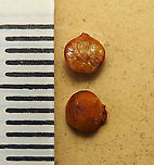 Spade Leaf Fig size  Spade Leaf Fig (Ficus excavata) is probably the world's smallest fig species! This is an epiphyte which grows high up in the canopy and produce figs as small as 3mm in diameter only. This is definitely one of the hardest wild fig species that I have ever found. It took me more than half an hour trying to find these tiny fruits growing 50 meters above in the forest canopy. Unripe fruits are yellow and turns orange then brownish red. Leaves are rounded and very small as well. This species is considered very rare as its tiny size and high-growing locations makes it incredibly hard to spot.<br />
<br />
The 150+ wild fig species in Borneo are really fascinating but this F. excavata is truly spectacular. My organization (1StopBorneo Wildlife) tries to document interesting wild figs during our wildlife expeditions and an awesome find like this is what drives us enthusiastic to keep on looking for more wonders in nature.<br />
<br />
More photos of Spade Leaf Fig (Ficus excavata):<br />
https://www.jungledragon.com/image/105158/spade_leaf_fig_fallen_fruits.html<br />
https://www.jungledragon.com/image/105147/spade_leaf_fig_with_cute_leaf.html<br />
https://www.jungledragon.com/image/105149/spade_leaf_fig_mass_fruiting.html Ficus excavata,Geotagged,Malaysia,Spade Leaf Fig,Summer