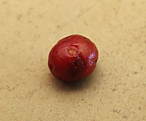 Spade Leaf Fig ripened  Spade Leaf Fig (Ficus excavata) is probably the world's smallest fig species! This is an epiphyte which grows high up in the canopy and produce figs as small as 3mm in diameter only. This is definitely one of the hardest wild fig species that I have ever found. It took me more than half an hour trying to find these tiny fruits growing 50 meters above in the forest canopy. Unripe fruits are yellow and turns orange then brownish red. Leaves are rounded and very small as well. This species is considered very rare as its tiny size and high-growing locations makes it incredibly hard to spot.

The 150+ wild fig species in Borneo are really fascinating but this F. excavata is truly spectacular. My organization (1StopBorneo Wildlife) tries to document interesting wild figs during our wildlife expeditions and an awesome find like this is what drives us enthusiastic to keep on looking for more wonders in nature.

More photos of Spade Leaf Fig (Ficus excavata):
https://www.jungledragon.com/image/105156/spade_leaf_fig_size.html
https://www.jungledragon.com/image/105149/spade_leaf_fig_mass_fruiting.html
https://www.jungledragon.com/image/105147/spade_leaf_fig_with_cute_leaf.html Ficus excavata,Geotagged,Malaysia,Spade Leaf Fig,Summer