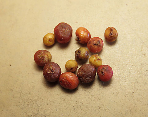 Spade Leaf Fig fallen fruits Collected fruits fallen on the ground. Spade Leaf Fig (Ficus excavata) is probably the world's smallest fig species! This is an epyphite which grows high up in the canopy and produce figs as small as 3mm in diameter only. This is definitely one of the hardest wild fig species that I have ever found. It took me more than half an hour trying to find these tiny fruits growing 50 meters above in the forest canopy. Unripe fruits are yellow and turns orange then brownish red. Leaves are rounded and very small as well. This species is considered very rare as its tiny size and high-growing locations makes it incredibly hard to spot.

The 150+ wild fig species in Borneo are really fascinating but this F. excavata is truly spectacular. My organization (1StopBorneo Wildlife) tries to document interesting wild figs during our wildlife expeditions and an awesome find like this is what drives us enthusiastic to keep on looking for more wonders in nature.

More photos of Spade Leaf Fig (Ficus excavata):
https://www.jungledragon.com/image/104994/worlds_smallet_fig_.html
https://www.jungledragon.com/image/105150/spade_leaf_fig_rounded_leaves.html
https://www.jungledragon.com/image/105155/spade_leaf_fig_unripe.html Ficus excavata,Geotagged,Malaysia,Spade Leaf Fig,Summer