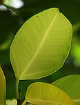 Thick-Leaf Fig thick leaf The thick-leaf Fig (Ficus callophylla) has broad thick leaves and that is why the species name means stick stiff leaves in Latin. Fruits are pinkish and have a pointed fruit tip. This fig plant is a strangler which grows on host trees as epiphytes and slowly cover the whole tree over time. There are several of these fig tree in close proximity.<br />
<br />
Borneo is home to over 150 species of wild figs and my organization (1StopBorneo Wildlife) is trying to document them all to understand the ecological roles of figs better to aid in our reforestation projects.<br />
<br />
<br />
Photos of the tree & fruit:<br />
https://www.jungledragon.com/image/105203/thick-leaf_fig_tree_by_the_beach.html<br />
https://www.jungledragon.com/image/105209/thick-leaf_fig_hairy_calyx.html Ficus callophylla,Geotagged,Malaysia,Summer,Thick-Leaf Fig