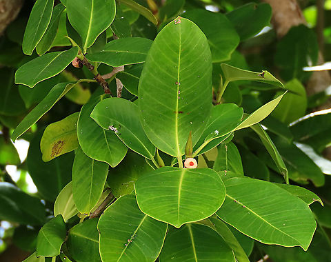Thick-Leaf Fig plant The thick-leaf Fig (Ficus callophylla) has broad thick leaves and that is why the species name means stick stiff leaves in Latin. Fruits are pinkish and have a pointed fruit tip. This fig plant is a strangler which grows on host trees as epiphytes and slowly cover the whole tree over time. There are several of these fig tree in close proximity.

Borneo is home to over 150 species of wild figs and my organization (1StopBorneo Wildlife) is trying to document them all to understand the ecological roles of figs better to aid in our reforestation projects.


Photos of the tree & fruit:
https://www.jungledragon.com/image/105203/thick-leaf_fig_tree_by_the_beach.html
https://www.jungledragon.com/image/105209/thick-leaf_fig_hairy_calyx.html Ficus callophylla,Geotagged,Summer,Thick-Leaf Fig
