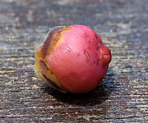 Thick-Leaf Fig fresh fruit The thick-leaf Fig (Ficus callophylla) has broad thick leaves and that is why the species name means stick stiff leaves in Latin. Fruits are pinkish and have a pointed fruit tip. This fig plant is a strangler which grows on host trees as epiphytes and slowly cover the whole tree over time. There are several of these fig tree in close proximity.

Borneo is home to over 150 species of wild figs and my organization (1StopBorneo Wildlife) is trying to document them all to understand the ecological roles of figs better to aid in our reforestation projects.

Photos of the tree and leaves:
https://www.jungledragon.com/image/105203/thick-leaf_fig_tree_by_the_beach.html
https://www.jungledragon.com/image/105201/thick-leaf_fig_plant.html Ficus callophylla,Geotagged,Summer,Thick-Leaf Fig