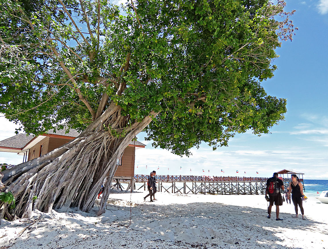 Thick-Leaf Fig tree by the beach Fig tree with lots of roots growing by the sandy beach. The thick-leaf Fig (Ficus callophylla) has broad thick leaves and that is why the species name means stick stiff leaves in Latin. Fruits are pinkish and have a pointed fruit tip. This fig plant is a strangler which grows on host trees as epiphytes and slowly cover the whole tree over time. There are several of these fig tree in close proximity.<br />
<br />
Borneo is home to over 150 species of wild figs and my organization (1StopBorneo Wildlife) is trying to document them all to understand the ecological roles of figs better to aid in our reforestation projects.<br />
<br />
Photos of the fruit and leaves:<br />
<figure class="photo"><a href="https://www.jungledragon.com/image/105209/thick-leaf_fig_hairy_calyx.html" title="Thick-Leaf Fig hairy calyx"><img src="https://s3.amazonaws.com/media.jungledragon.com/images/3336/105209_thumb.JPG?AWSAccessKeyId=05GMT0V3GWVNE7GGM1R2&Expires=1770854410&Signature=VAcnB%2FlLJplmiZNzjjIsHiKzXNU%3D" width="200" height="182" alt="Thick-Leaf Fig hairy calyx The thick-leaf Fig (Ficus callophylla) has broad thick leaves and that is why the species name means stick stiff leaves in Latin. Fruits are pinkish and have a pointed fruit tip. This fig plant is a strangler which grows on host trees as epiphytes and slowly cover the whole tree over time. There are several of these fig tree in close proximity.<br />
<br />
Borneo is home to over 150 species of wild figs and my organization (1StopBorneo Wildlife) is trying to document them all to understand the ecological roles of figs better to aid in our reforestation projects.<br />
<br />
Photos of the tree and leaves:<br />
https://www.jungledragon.com/image/105203/thick-leaf_fig_tree_by_the_beach.html<br />
https://www.jungledragon.com/image/105201/thick-leaf_fig_plant.html Ficus callophylla,Geotagged,Malaysia,Summer,Thick-Leaf Fig" /></a></figure><br />
<figure class="photo"><a href="https://www.jungledragon.com/image/105204/thick-leaf_fig_leaves.html" title="Thick-Leaf Fig leaves"><img src="https://s3.amazonaws.com/media.jungledragon.com/images/3336/105204_thumb.JPG?AWSAccessKeyId=05GMT0V3GWVNE7GGM1R2&Expires=1770854410&Signature=m7TtUH%2FJasMgreGoV3GAW8OLksw%3D" width="200" height="150" alt="Thick-Leaf Fig leaves The thick-leaf Fig (Ficus callophylla) has broad thick leaves and that is why the species name means stick stiff leaves in Latin. Fruits are pinkish and have a pointed fruit tip. This fig plant is a strangler which grows on host trees as epiphytes and slowly cover the whole tree over time. There are several of these fig tree in close proximity.<br />
<br />
Borneo is home to over 150 species of wild figs and my organization (1StopBorneo Wildlife) is trying to document them all to understand the ecological roles of figs better to aid in our reforestation projects.<br />
<br />
Photos of the tree &amp; fruit:<br />
https://www.jungledragon.com/image/105203/thick-leaf_fig_tree_by_the_beach.html<br />
https://www.jungledragon.com/image/105209/thick-leaf_fig_hairy_calyx.html Ficus callophylla,Geotagged,Summer,Thick-Leaf Fig" /></a></figure> Ficus callophylla,Geotagged,Summer,Thick-Leaf Fig