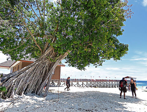 Thick-Leaf Fig tree by the beach Fig tree with lots of roots growing by the sandy beach. The thick-leaf Fig (Ficus callophylla) has broad thick leaves and that is why the species name means stick stiff leaves in Latin. Fruits are pinkish and have a pointed fruit tip. This fig plant is a strangler which grows on host trees as epiphytes and slowly cover the whole tree over time. There are several of these fig tree in close proximity.

Borneo is home to over 150 species of wild figs and my organization (1StopBorneo Wildlife) is trying to document them all to understand the ecological roles of figs better to aid in our reforestation projects.

Photos of the fruit and leaves:
https://www.jungledragon.com/image/105209/thick-leaf_fig_hairy_calyx.html
https://www.jungledragon.com/image/105204/thick-leaf_fig_leaves.html Ficus callophylla,Geotagged,Summer,Thick-Leaf Fig