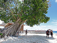 Thick-Leaf Fig tree by the beach Fig tree with lots of roots growing by the sandy beach. The thick-leaf Fig (Ficus callophylla) has broad thick leaves and that is why the species name means stick stiff leaves in Latin. Fruits are pinkish and have a pointed fruit tip. This fig plant is a strangler which grows on host trees as epiphytes and slowly cover the whole tree over time. There are several of these fig tree in close proximity.<br />
<br />
Borneo is home to over 150 species of wild figs and my organization (1StopBorneo Wildlife) is trying to document them all to understand the ecological roles of figs better to aid in our reforestation projects.<br />
<br />
Photos of the fruit and leaves:<br />
https://www.jungledragon.com/image/105209/thick-leaf_fig_hairy_calyx.html<br />
https://www.jungledragon.com/image/105204/thick-leaf_fig_leaves.html Ficus callophylla,Geotagged,Summer,Thick-Leaf Fig