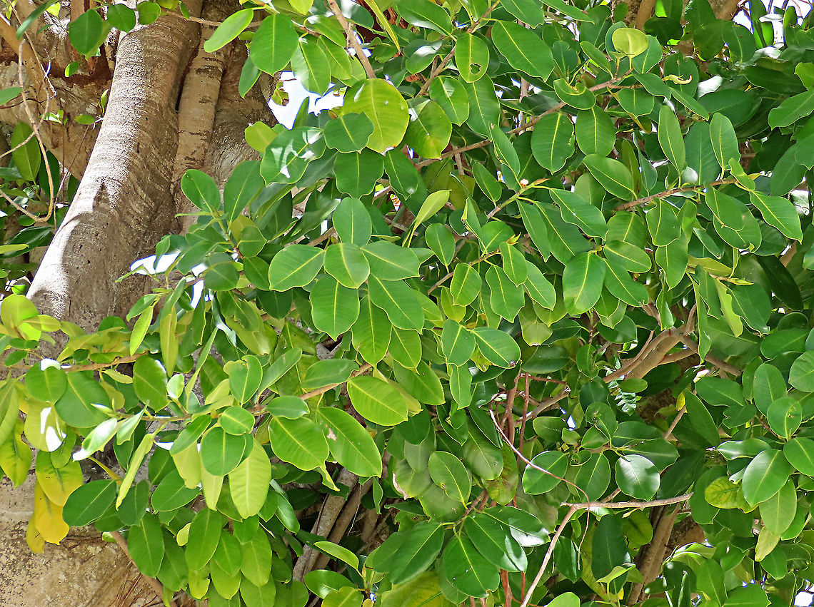 Thick-Leaf Fig leaves The thick-leaf Fig (Ficus callophylla) has broad thick leaves and that is why the species name means stick stiff leaves in Latin. Fruits are pinkish and have a pointed fruit tip. This fig plant is a strangler which grows on host trees as epiphytes and slowly cover the whole tree over time. There are several of these fig tree in close proximity.<br />
<br />
Borneo is home to over 150 species of wild figs and my organization (1StopBorneo Wildlife) is trying to document them all to understand the ecological roles of figs better to aid in our reforestation projects.<br />
<br />
Photos of the tree &amp; fruit:<br />
<figure class="photo"><a href="https://www.jungledragon.com/image/105203/thick-leaf_fig_tree_by_the_beach.html" title="Thick-Leaf Fig tree by the beach"><img src="https://s3.amazonaws.com/media.jungledragon.com/images/3336/105203_thumb.JPG?AWSAccessKeyId=05GMT0V3GWVNE7GGM1R2&Expires=1763596810&Signature=FR08DvC602YFDCX62bAzRhdsCIw%3D" width="200" height="152" alt="Thick-Leaf Fig tree by the beach Fig tree with lots of roots growing by the sandy beach. The thick-leaf Fig (Ficus callophylla) has broad thick leaves and that is why the species name means stick stiff leaves in Latin. Fruits are pinkish and have a pointed fruit tip. This fig plant is a strangler which grows on host trees as epiphytes and slowly cover the whole tree over time. There are several of these fig tree in close proximity.<br />
<br />
Borneo is home to over 150 species of wild figs and my organization (1StopBorneo Wildlife) is trying to document them all to understand the ecological roles of figs better to aid in our reforestation projects.<br />
<br />
Photos of the fruit and leaves:<br />
https://www.jungledragon.com/image/105209/thick-leaf_fig_hairy_calyx.html<br />
https://www.jungledragon.com/image/105204/thick-leaf_fig_leaves.html Ficus callophylla,Geotagged,Summer,Thick-Leaf Fig" /></a></figure><br />
<figure class="photo"><a href="https://www.jungledragon.com/image/105209/thick-leaf_fig_hairy_calyx.html" title="Thick-Leaf Fig hairy calyx"><img src="https://s3.amazonaws.com/media.jungledragon.com/images/3336/105209_thumb.JPG?AWSAccessKeyId=05GMT0V3GWVNE7GGM1R2&Expires=1763596810&Signature=AmCDT%2F%2FZdmtQlpERpfcgelLjSBo%3D" width="200" height="182" alt="Thick-Leaf Fig hairy calyx The thick-leaf Fig (Ficus callophylla) has broad thick leaves and that is why the species name means stick stiff leaves in Latin. Fruits are pinkish and have a pointed fruit tip. This fig plant is a strangler which grows on host trees as epiphytes and slowly cover the whole tree over time. There are several of these fig tree in close proximity.<br />
<br />
Borneo is home to over 150 species of wild figs and my organization (1StopBorneo Wildlife) is trying to document them all to understand the ecological roles of figs better to aid in our reforestation projects.<br />
<br />
Photos of the tree and leaves:<br />
https://www.jungledragon.com/image/105203/thick-leaf_fig_tree_by_the_beach.html<br />
https://www.jungledragon.com/image/105201/thick-leaf_fig_plant.html Ficus callophylla,Geotagged,Malaysia,Summer,Thick-Leaf Fig" /></a></figure> Ficus callophylla,Geotagged,Summer,Thick-Leaf Fig