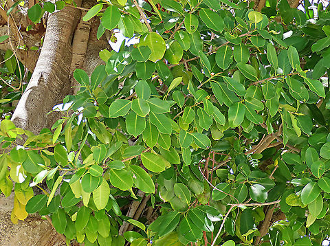 Thick-Leaf Fig leaves The thick-leaf Fig (Ficus callophylla) has broad thick leaves and that is why the species name means stick stiff leaves in Latin. Fruits are pinkish and have a pointed fruit tip. This fig plant is a strangler which grows on host trees as epiphytes and slowly cover the whole tree over time. There are several of these fig tree in close proximity.

Borneo is home to over 150 species of wild figs and my organization (1StopBorneo Wildlife) is trying to document them all to understand the ecological roles of figs better to aid in our reforestation projects.

Photos of the tree & fruit:
https://www.jungledragon.com/image/105203/thick-leaf_fig_tree_by_the_beach.html
https://www.jungledragon.com/image/105209/thick-leaf_fig_hairy_calyx.html Ficus callophylla,Geotagged,Summer,Thick-Leaf Fig