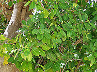 Thick-Leaf Fig leaves The thick-leaf Fig (Ficus callophylla) has broad thick leaves and that is why the species name means stick stiff leaves in Latin. Fruits are pinkish and have a pointed fruit tip. This fig plant is a strangler which grows on host trees as epiphytes and slowly cover the whole tree over time. There are several of these fig tree in close proximity.<br />
<br />
Borneo is home to over 150 species of wild figs and my organization (1StopBorneo Wildlife) is trying to document them all to understand the ecological roles of figs better to aid in our reforestation projects.<br />
<br />
Photos of the tree & fruit:<br />
https://www.jungledragon.com/image/105203/thick-leaf_fig_tree_by_the_beach.html<br />
https://www.jungledragon.com/image/105209/thick-leaf_fig_hairy_calyx.html Ficus callophylla,Geotagged,Summer,Thick-Leaf Fig