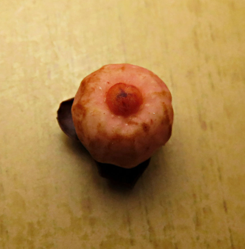 Thick-Leaf Fig pointed ostiole The thick-leaf Fig (Ficus callophylla) has broad thick leaves and that is why the species name means stick stiff leaves in Latin. Fruits are pinkish and have a pointed fruit tip. This fig plant is a strangler which grows on host trees as epiphytes and slowly cover the whole tree over time. There are several of these fig tree in close proximity.<br />
<br />
Borneo is home to over 150 species of wild figs and my organization (1StopBorneo Wildlife) is trying to document them all to understand the ecological roles of figs better to aid in our reforestation projects.<br />
<br />
Photos of the tree and leaves:<br />
<figure class="photo"><a href="https://www.jungledragon.com/image/105203/thick-leaf_fig_tree_by_the_beach.html" title="Thick-Leaf Fig tree by the beach"><img src="https://s3.amazonaws.com/media.jungledragon.com/images/3336/105203_thumb.JPG?AWSAccessKeyId=05GMT0V3GWVNE7GGM1R2&Expires=1770854410&Signature=kgIbH%2Bs%2Fnj5eE%2BPV%2Fx7V4NSINyM%3D" width="200" height="152" alt="Thick-Leaf Fig tree by the beach Fig tree with lots of roots growing by the sandy beach. The thick-leaf Fig (Ficus callophylla) has broad thick leaves and that is why the species name means stick stiff leaves in Latin. Fruits are pinkish and have a pointed fruit tip. This fig plant is a strangler which grows on host trees as epiphytes and slowly cover the whole tree over time. There are several of these fig tree in close proximity.<br />
<br />
Borneo is home to over 150 species of wild figs and my organization (1StopBorneo Wildlife) is trying to document them all to understand the ecological roles of figs better to aid in our reforestation projects.<br />
<br />
Photos of the fruit and leaves:<br />
https://www.jungledragon.com/image/105209/thick-leaf_fig_hairy_calyx.html<br />
https://www.jungledragon.com/image/105204/thick-leaf_fig_leaves.html Ficus callophylla,Geotagged,Summer,Thick-Leaf Fig" /></a></figure><br />
<figure class="photo"><a href="https://www.jungledragon.com/image/105201/thick-leaf_fig_plant.html" title="Thick-Leaf Fig plant"><img src="https://s3.amazonaws.com/media.jungledragon.com/images/3336/105201_thumb.JPG?AWSAccessKeyId=05GMT0V3GWVNE7GGM1R2&Expires=1770854410&Signature=NrXEj8m%2FmaxHxxU5mj0IDa94MD4%3D" width="200" height="160" alt="Thick-Leaf Fig plant The thick-leaf Fig (Ficus callophylla) has broad thick leaves and that is why the species name means stick stiff leaves in Latin. Fruits are pinkish and have a pointed fruit tip. This fig plant is a strangler which grows on host trees as epiphytes and slowly cover the whole tree over time. There are several of these fig tree in close proximity.<br />
<br />
Borneo is home to over 150 species of wild figs and my organization (1StopBorneo Wildlife) is trying to document them all to understand the ecological roles of figs better to aid in our reforestation projects.<br />
<br />
<br />
Photos of the tree &amp; fruit:<br />
https://www.jungledragon.com/image/105203/thick-leaf_fig_tree_by_the_beach.html<br />
https://www.jungledragon.com/image/105209/thick-leaf_fig_hairy_calyx.html Ficus callophylla,Geotagged,Summer,Thick-Leaf Fig" /></a></figure> Ficus callophylla,Geotagged,Malaysia,Summer,Thick-Leaf Fig