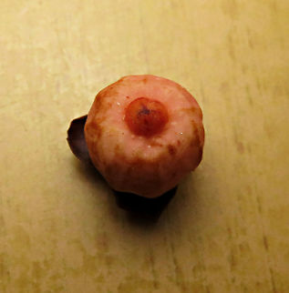 Thick-Leaf Fig pointed ostiole The thick-leaf Fig (Ficus callophylla) has broad thick leaves and that is why the species name means stick stiff leaves in Latin. Fruits are pinkish and have a pointed fruit tip. This fig plant is a strangler which grows on host trees as epiphytes and slowly cover the whole tree over time. There are several of these fig tree in close proximity.

Borneo is home to over 150 species of wild figs and my organization (1StopBorneo Wildlife) is trying to document them all to understand the ecological roles of figs better to aid in our reforestation projects.

Photos of the tree and leaves:
https://www.jungledragon.com/image/105203/thick-leaf_fig_tree_by_the_beach.html
https://www.jungledragon.com/image/105201/thick-leaf_fig_plant.html Ficus callophylla,Geotagged,Malaysia,Summer,Thick-Leaf Fig