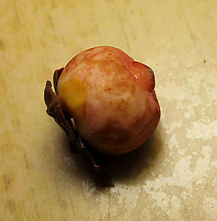 Thick-Leaf Fig dried fruit The thick-leaf Fig (Ficus callophylla) has broad thick leaves and that is why the species name means stick stiff leaves in Latin. Fruits are pinkish and have a pointed fruit tip. This fig plant is a strangler which grows on host trees as epiphytes and slowly cover the whole tree over time. There are several of these fig tree in close proximity.

Borneo is home to over 150 species of wild figs and my organization (1StopBorneo Wildlife) is trying to document them all to understand the ecological roles of figs better to aid in our reforestation projects.

Photos of the tree and leaves:
https://www.jungledragon.com/image/105203/thick-leaf_fig_tree_by_the_beach.html
https://www.jungledragon.com/image/105201/thick-leaf_fig_plant.html Ficus callophylla,Geotagged,Malaysia,Summer,Thick-Leaf Fig
