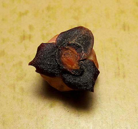 Thick-Leaf Fig dried calyx The thick-leaf Fig (Ficus callophylla) has broad thick leaves and that is why the species name means stick stiff leaves in Latin. Fruits are pinkish and have a pointed fruit tip. This fig plant is a strangler which grows on host trees as epiphytes and slowly cover the whole tree over time. There are several of these fig tree in close proximity.

Borneo is home to over 150 species of wild figs and my organization (1StopBorneo Wildlife) is trying to document them all to understand the ecological roles of figs better to aid in our reforestation projects.

Photos of the tree and leaves:
https://www.jungledragon.com/image/105203/thick-leaf_fig_tree_by_the_beach.html
https://www.jungledragon.com/image/105201/thick-leaf_fig_plant.html Ficus callophylla,Geotagged,Malaysia,Summer,Thick-Leaf Fig