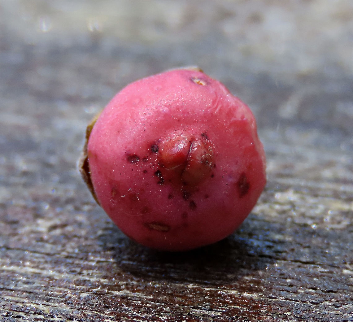 Thick-Leaf Fig with scars The thick-leaf Fig (Ficus callophylla) has broad thick leaves and that is why the species name means stick stiff leaves in Latin. Fruits are pinkish and have a pointed fruit tip. This fig plant is a strangler which grows on host trees as epiphytes and slowly cover the whole tree over time. There are several of these fig tree in close proximity.<br />
<br />
Borneo is home to over 150 species of wild figs and my organization (1StopBorneo Wildlife) is trying to document them all to understand the ecological roles of figs better to aid in our reforestation projects.<br />
<br />
Photos of the tree and leaves:<br />
<figure class="photo"><a href="https://www.jungledragon.com/image/105203/thick-leaf_fig_tree_by_the_beach.html" title="Thick-Leaf Fig tree by the beach"><img src="https://s3.amazonaws.com/media.jungledragon.com/images/3336/105203_thumb.JPG?AWSAccessKeyId=05GMT0V3GWVNE7GGM1R2&Expires=1770854410&Signature=kgIbH%2Bs%2Fnj5eE%2BPV%2Fx7V4NSINyM%3D" width="200" height="152" alt="Thick-Leaf Fig tree by the beach Fig tree with lots of roots growing by the sandy beach. The thick-leaf Fig (Ficus callophylla) has broad thick leaves and that is why the species name means stick stiff leaves in Latin. Fruits are pinkish and have a pointed fruit tip. This fig plant is a strangler which grows on host trees as epiphytes and slowly cover the whole tree over time. There are several of these fig tree in close proximity.<br />
<br />
Borneo is home to over 150 species of wild figs and my organization (1StopBorneo Wildlife) is trying to document them all to understand the ecological roles of figs better to aid in our reforestation projects.<br />
<br />
Photos of the fruit and leaves:<br />
https://www.jungledragon.com/image/105209/thick-leaf_fig_hairy_calyx.html<br />
https://www.jungledragon.com/image/105204/thick-leaf_fig_leaves.html Ficus callophylla,Geotagged,Summer,Thick-Leaf Fig" /></a></figure><br />
<figure class="photo"><a href="https://www.jungledragon.com/image/105201/thick-leaf_fig_plant.html" title="Thick-Leaf Fig plant"><img src="https://s3.amazonaws.com/media.jungledragon.com/images/3336/105201_thumb.JPG?AWSAccessKeyId=05GMT0V3GWVNE7GGM1R2&Expires=1770854410&Signature=NrXEj8m%2FmaxHxxU5mj0IDa94MD4%3D" width="200" height="160" alt="Thick-Leaf Fig plant The thick-leaf Fig (Ficus callophylla) has broad thick leaves and that is why the species name means stick stiff leaves in Latin. Fruits are pinkish and have a pointed fruit tip. This fig plant is a strangler which grows on host trees as epiphytes and slowly cover the whole tree over time. There are several of these fig tree in close proximity.<br />
<br />
Borneo is home to over 150 species of wild figs and my organization (1StopBorneo Wildlife) is trying to document them all to understand the ecological roles of figs better to aid in our reforestation projects.<br />
<br />
<br />
Photos of the tree &amp; fruit:<br />
https://www.jungledragon.com/image/105203/thick-leaf_fig_tree_by_the_beach.html<br />
https://www.jungledragon.com/image/105209/thick-leaf_fig_hairy_calyx.html Ficus callophylla,Geotagged,Summer,Thick-Leaf Fig" /></a></figure> Ficus callophylla,Geotagged,Malaysia,Summer,Thick-Leaf Fig