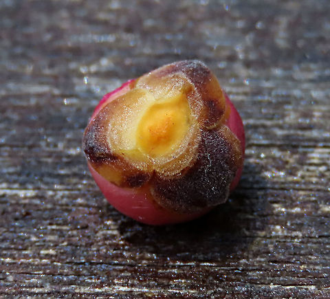 Thick-Leaf Fig hairy calyx The thick-leaf Fig (Ficus callophylla) has broad thick leaves and that is why the species name means stick stiff leaves in Latin. Fruits are pinkish and have a pointed fruit tip. This fig plant is a strangler which grows on host trees as epiphytes and slowly cover the whole tree over time. There are several of these fig tree in close proximity.

Borneo is home to over 150 species of wild figs and my organization (1StopBorneo Wildlife) is trying to document them all to understand the ecological roles of figs better to aid in our reforestation projects.

Photos of the tree and leaves:
https://www.jungledragon.com/image/105203/thick-leaf_fig_tree_by_the_beach.html
https://www.jungledragon.com/image/105201/thick-leaf_fig_plant.html Ficus callophylla,Geotagged,Malaysia,Summer,Thick-Leaf Fig