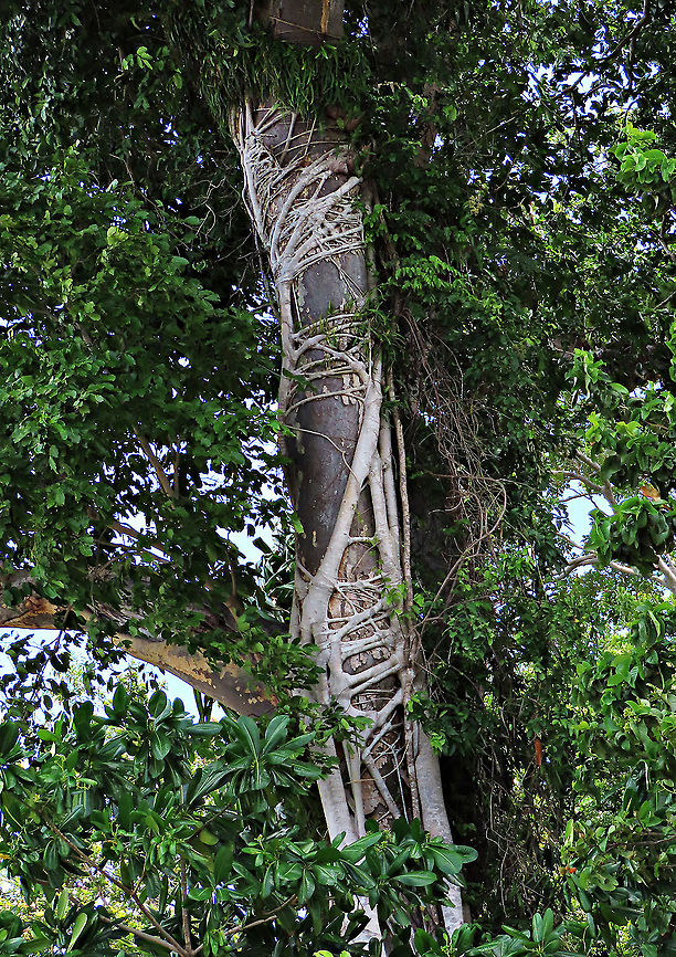 Thick-Leaf Fig strangling roots The thick-leaf Fig (Ficus callophylla) has broad thick leaves and that is why the species name means stick stiff leaves in Latin. Fruits are pinkish and have a pointed fruit tip. This fig plant is a strangler which grows on host trees as epiphytes and slowly cover the whole tree over time. There are several of these fig tree in close proximity.<br />
<br />
Borneo is home to over 150 species of wild figs and my organization (1StopBorneo Wildlife) is trying to document them all to understand the ecological roles of figs better to aid in our reforestation projects.<br />
<br />
A better look at the fruits and leaf:<br />
<figure class="photo"><a href="https://www.jungledragon.com/image/105321/thick-leaf_fig.html" title="Thick-Leaf Fig"><img src="https://s3.amazonaws.com/media.jungledragon.com/images/3336/105321_thumb.JPG?AWSAccessKeyId=05GMT0V3GWVNE7GGM1R2&Expires=1770854410&Signature=lNswmH4XTixO5nIk76n7udt7zDY%3D" width="200" height="156" alt="Thick-Leaf Fig The thick-leaf Fig (Ficus callophylla) has broad thick leaves and that is why the species name means stick stiff leaves in Latin. Fruits are pinkish and have a pointed fruit tip. This fig plant is a strangler which grows on host trees as epiphytes and slowly cover the whole tree over time. There are several of these fig tree in close proximity.<br />
<br />
Borneo is home to over 150 species of wild figs and my organization (1StopBorneo Wildlife) is trying to document them all to understand the ecological roles of figs better to aid in our reforestation projects.<br />
<br />
Photos of the fruit and tree:<br />
https://www.jungledragon.com/image/105202/thick-leaf_fig_fresh_fruit.html<br />
https://www.jungledragon.com/image/105317/thick-leaf_fig_strangling_roots.html Ficus callophylla,Geotagged,Malaysia,Summer,Thick-Leaf Fig" /></a></figure><br />
<figure class="photo"><a href="https://www.jungledragon.com/image/105200/thick-leaf_fig_thick_leaf.html" title="Thick-Leaf Fig thick leaf"><img src="https://s3.amazonaws.com/media.jungledragon.com/images/3336/105200_thumb.JPG?AWSAccessKeyId=05GMT0V3GWVNE7GGM1R2&Expires=1770854410&Signature=eRajmuVO%2FboP5ptC4AOxhxmAJB0%3D" width="118" height="152" alt="Thick-Leaf Fig thick leaf The thick-leaf Fig (Ficus callophylla) has broad thick leaves and that is why the species name means stick stiff leaves in Latin. Fruits are pinkish and have a pointed fruit tip. This fig plant is a strangler which grows on host trees as epiphytes and slowly cover the whole tree over time. There are several of these fig tree in close proximity.<br />
<br />
Borneo is home to over 150 species of wild figs and my organization (1StopBorneo Wildlife) is trying to document them all to understand the ecological roles of figs better to aid in our reforestation projects.<br />
<br />
<br />
Photos of the tree &amp; fruit:<br />
https://www.jungledragon.com/image/105203/thick-leaf_fig_tree_by_the_beach.html<br />
https://www.jungledragon.com/image/105209/thick-leaf_fig_hairy_calyx.html Ficus callophylla,Geotagged,Malaysia,Summer,Thick-Leaf Fig" /></a></figure> Ficus callophylla,Geotagged,Malaysia,Summer,Thick-Leaf Fig
