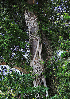 Thick-Leaf Fig strangling roots The thick-leaf Fig (Ficus callophylla) has broad thick leaves and that is why the species name means stick stiff leaves in Latin. Fruits are pinkish and have a pointed fruit tip. This fig plant is a strangler which grows on host trees as epiphytes and slowly cover the whole tree over time. There are several of these fig tree in close proximity.

Borneo is home to over 150 species of wild figs and my organization (1StopBorneo Wildlife) is trying to document them all to understand the ecological roles of figs better to aid in our reforestation projects.

A better look at the fruits and leaf:
https://www.jungledragon.com/image/105321/thick-leaf_fig.html
https://www.jungledragon.com/image/105200/thick-leaf_fig_thick_leaf.html Ficus callophylla,Geotagged,Malaysia,Summer,Thick-Leaf Fig
