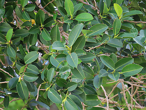 Thick-Leaf Fig new leaves The thick-leaf Fig (Ficus callophylla) has broad thick leaves and that is why the species name means stick stiff leaves in Latin. Fruits are pinkish and have a pointed fruit tip. This fig plant is a strangler which grows on host trees as epiphytes and slowly cover the whole tree over time. There are several of these fig tree in close proximity.

Borneo is home to over 150 species of wild figs and my organization (1StopBorneo Wildlife) is trying to document them all to understand the ecological roles of figs better to aid in our reforestation projects.

Photos of the fruit and tree:
https://www.jungledragon.com/image/105202/thick-leaf_fig_fresh_fruit.html
https://www.jungledragon.com/image/105317/thick-leaf_fig_strangling_roots.html
 Ficus callophylla,Geotagged,Summer,Thick-Leaf Fig