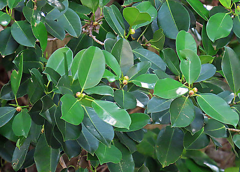 Thick-Leaf Fig fruiting The thick-leaf Fig (Ficus callophylla) has broad thick leaves and that is why the species name means stick stiff leaves in Latin. Fruits are pinkish and have a pointed fruit tip. This fig plant is a strangler which grows on host trees as epiphytes and slowly cover the whole tree over time. There are several of these fig tree in close proximity.

Borneo is home to over 150 species of wild figs and my organization (1StopBorneo Wildlife) is trying to document them all to understand the ecological roles of figs better to aid in our reforestation projects.


Photos of the fruit and tree:
https://www.jungledragon.com/image/105202/thick-leaf_fig_fresh_fruit.html
https://www.jungledragon.com/image/105317/thick-leaf_fig_strangling_roots.html Ficus callophylla,Geotagged,Summer,Thick-Leaf Fig