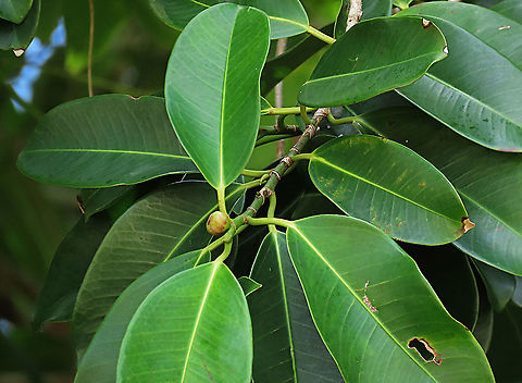 Thick-Leaf Fig broad leaves The thick-leaf Fig (Ficus callophylla) has broad thick leaves and that is why the species name means stick stiff leaves in Latin. Fruits are pinkish and have a pointed fruit tip. This fig plant is a strangler which grows on host trees as epiphytes and slowly cover the whole tree over time. There are several of these fig tree in close proximity.

Borneo is home to over 150 species of wild figs and my organization (1StopBorneo Wildlife) is trying to document them all to understand the ecological roles of figs better to aid in our reforestation projects.

Photos of the fruit and tree:
https://www.jungledragon.com/image/105202/thick-leaf_fig_fresh_fruit.html
https://www.jungledragon.com/image/105317/thick-leaf_fig_strangling_roots.html
 Ficus callophylla,Geotagged,Malaysia,Summer,Thick-Leaf Fig